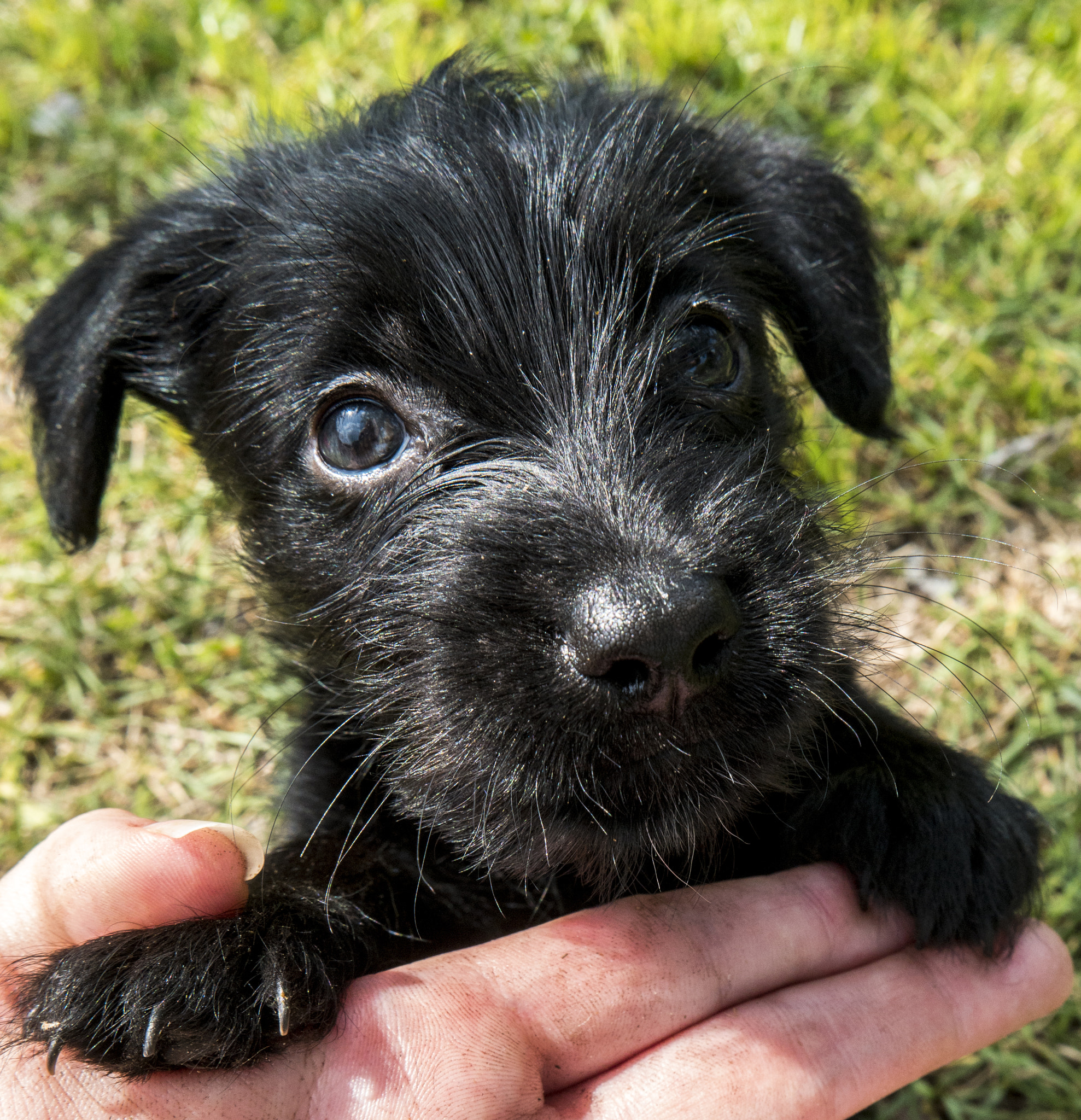 Samsung NX1 sample photo. Puppy  photography