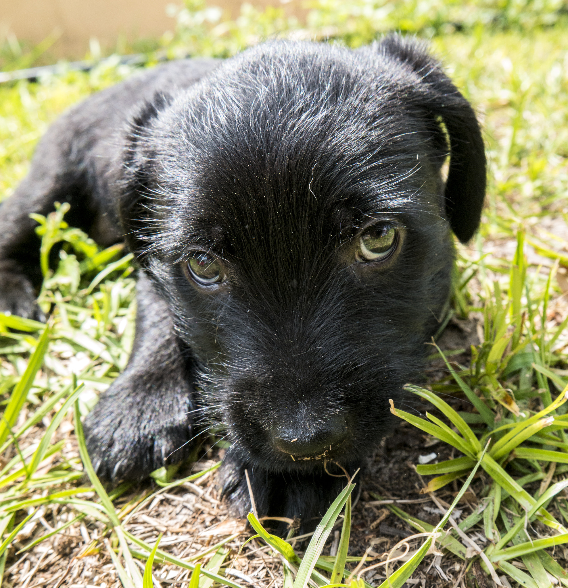 Samsung NX1 sample photo. Puppy photography