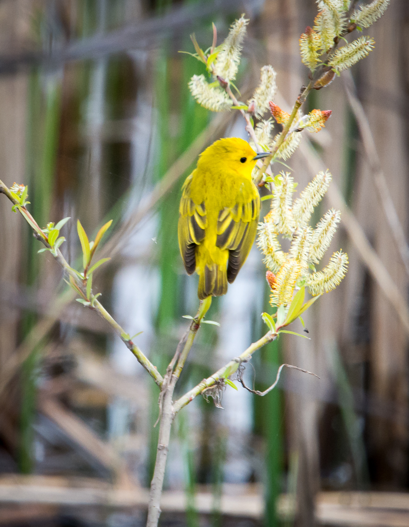 Nikon Nikkor AF-S 300mm F4E PF ED VR sample photo. Finch posing for the camera photography