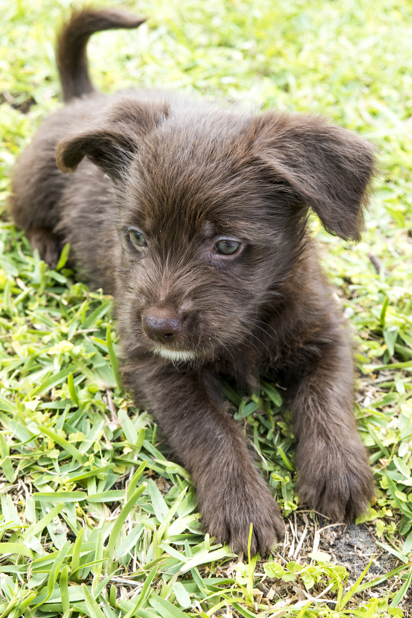 Samsung NX1 sample photo. Puppy photography