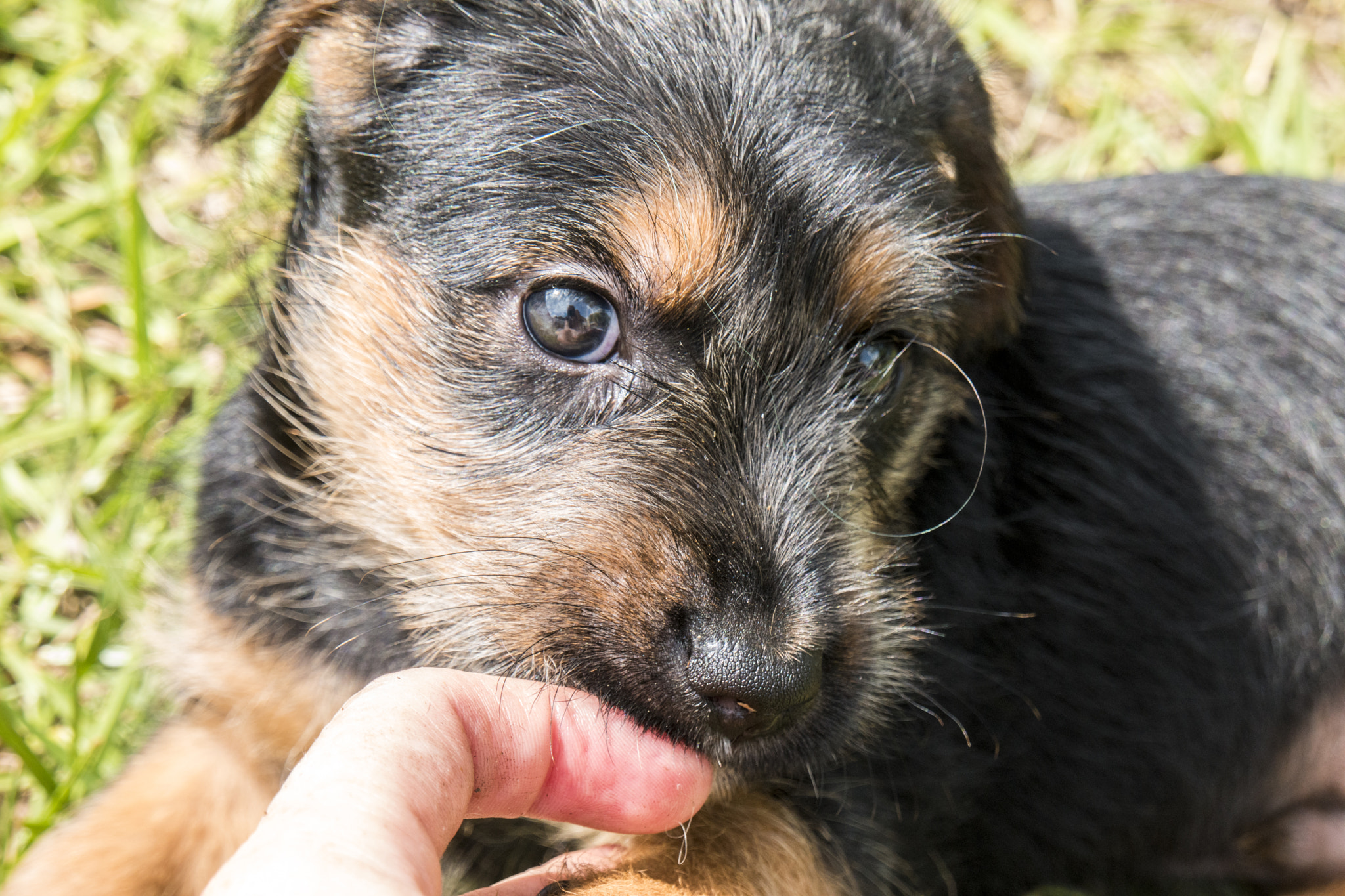 Samsung NX1 sample photo. Puppy  photography