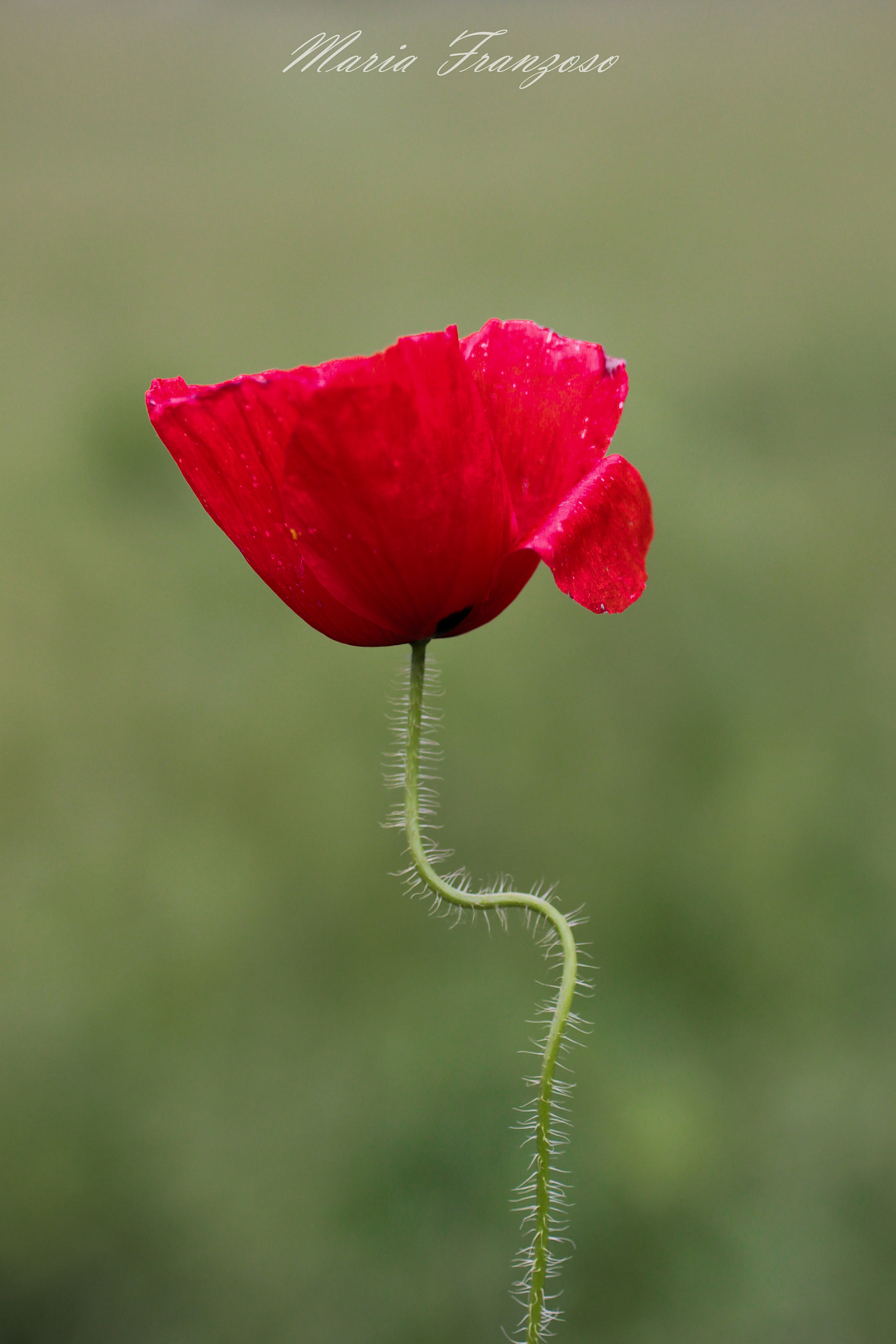 Canon EOS 600D (Rebel EOS T3i / EOS Kiss X5) + Canon EF 50mm F2.5 Macro sample photo. Singolare photography