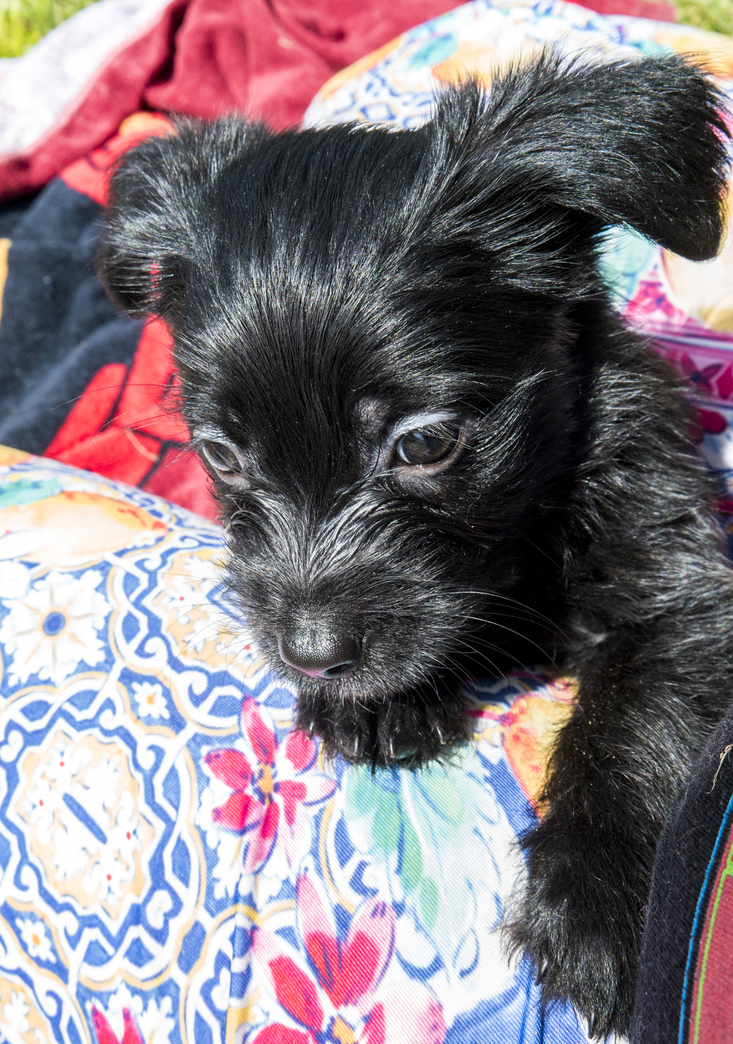 Samsung NX1 sample photo. Puppy  photography