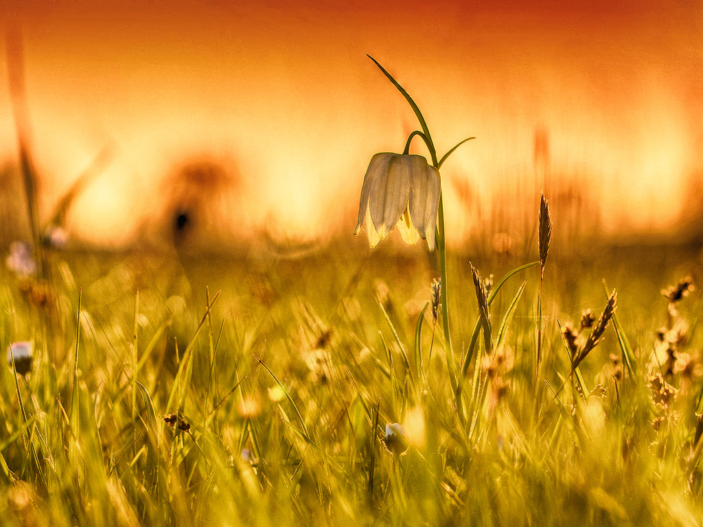 Sony a6300 + 90mm F2.8 Macro SSM sample photo. Fritillaria meleagris photography