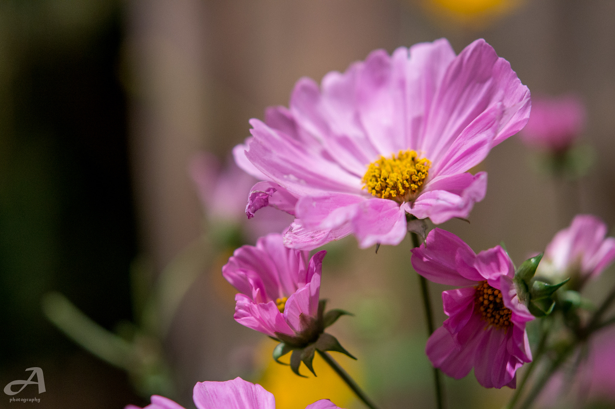 Nikon AF-S Micro-Nikkor 60mm F2.8G ED sample photo. Petals. photography