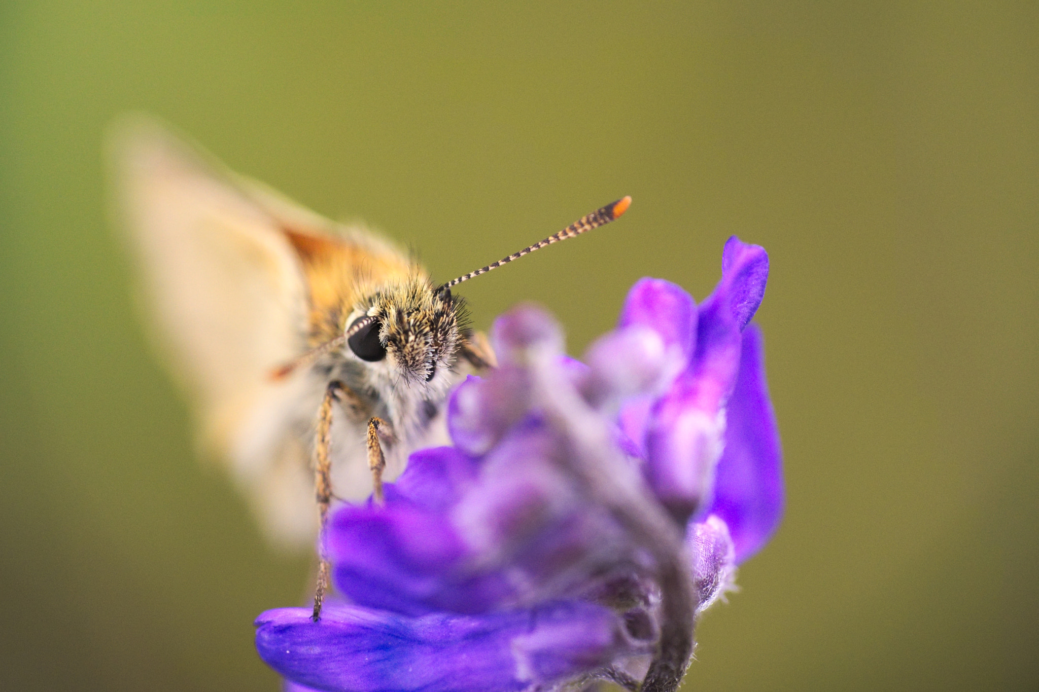 Sony ILCA-77M2 + Sigma 70-300mm F4-5.6 DL Macro sample photo. Skipper photography