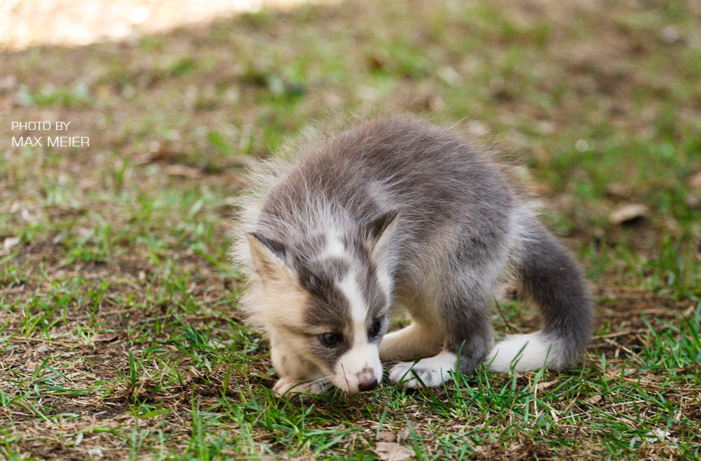 Canon EOS-1D Mark II sample photo. Platinum fox photography