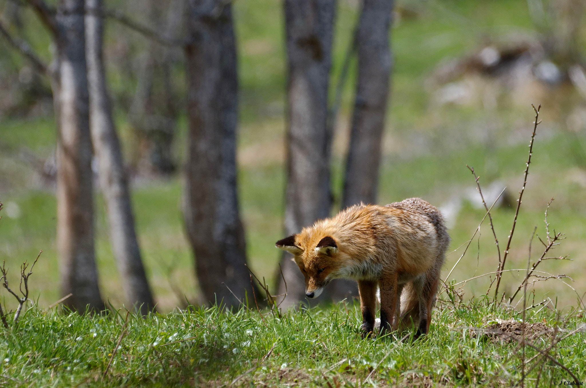 Pentax K-5 + Sigma 150-500mm F5-6.3 DG OS HSM sample photo. A l'affut photography