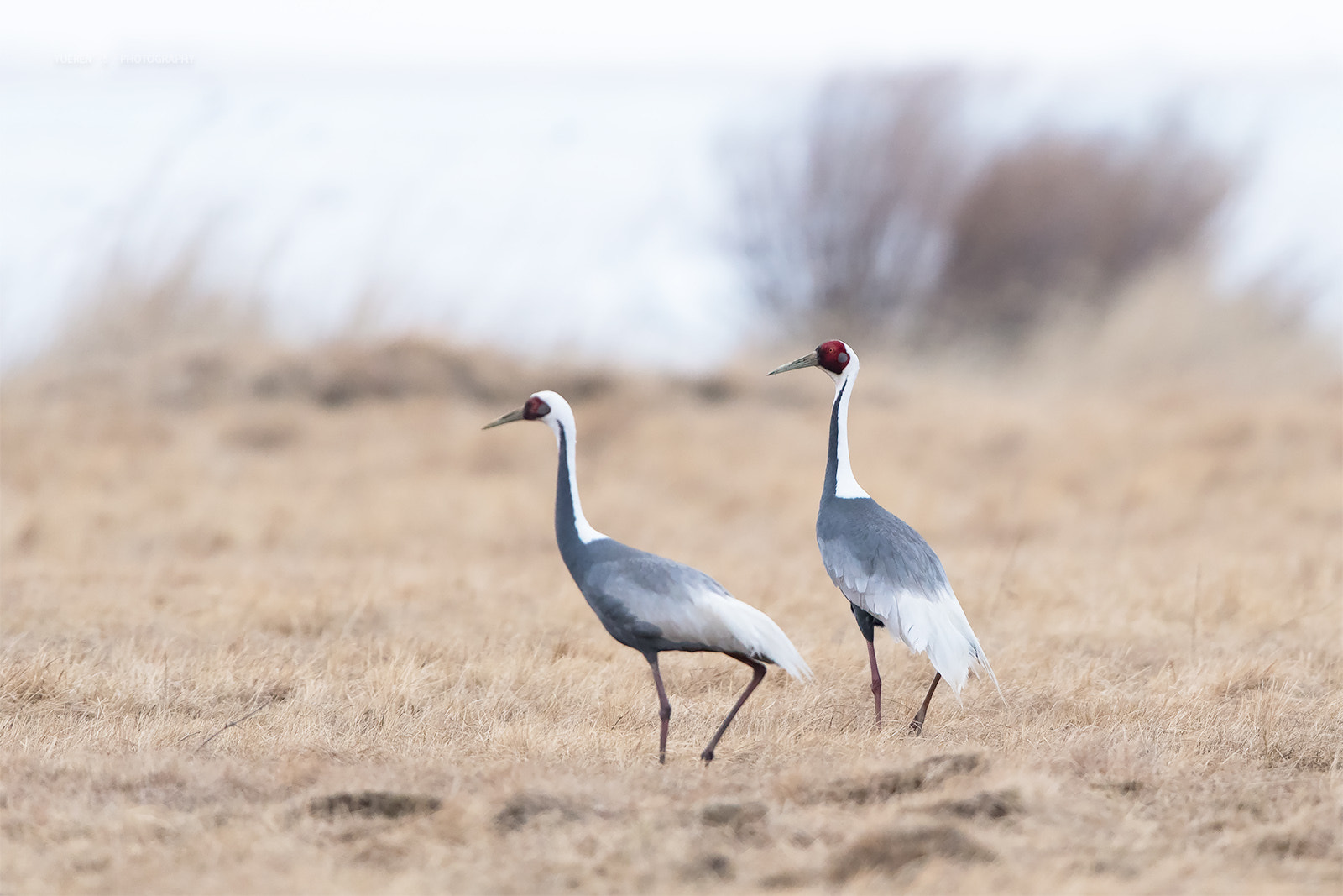 Nikon D5 + Nikon AF-S Nikkor 600mm F4G ED VR sample photo. 一对白枕鹤 photography