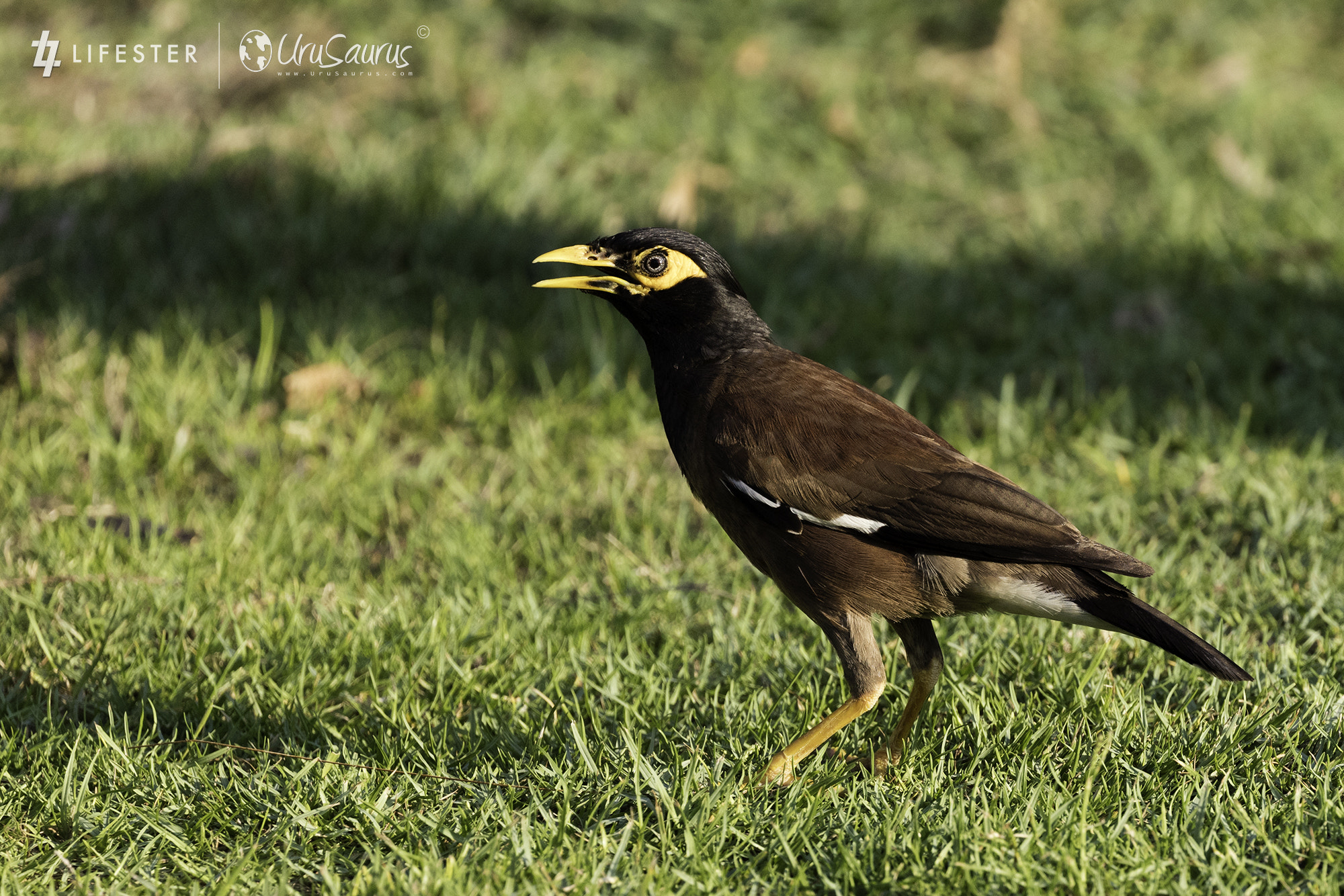 Canon EF 100-400mm F4.5-5.6L IS II USM sample photo. Common myna acridotheres tristis photography