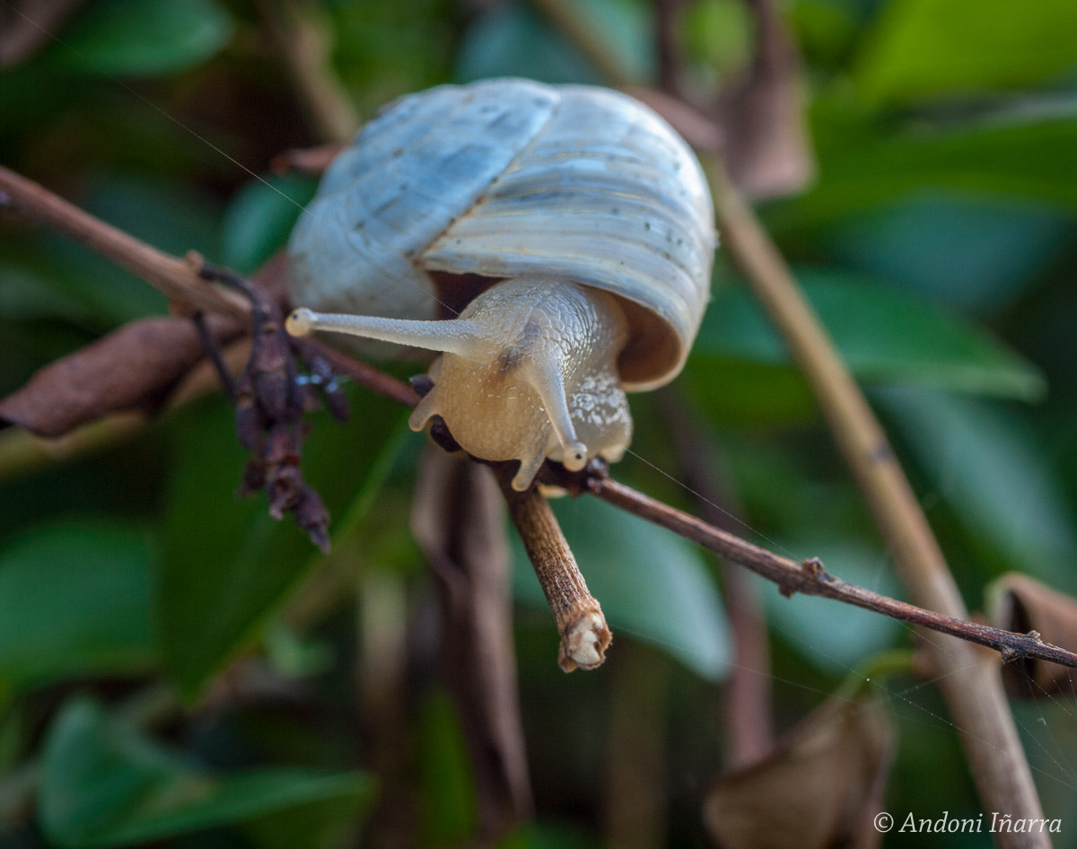 Olympus E-30 + OLYMPUS 50mm Lens sample photo. Caracol photography