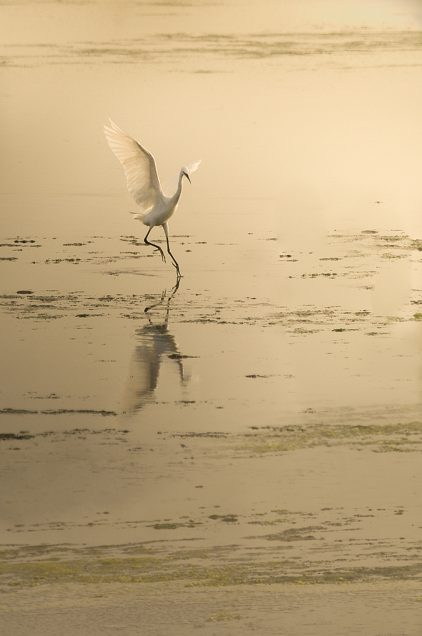 Sigma 70-300mm F4-5.6 APO DG Macro sample photo. Aigrette photography