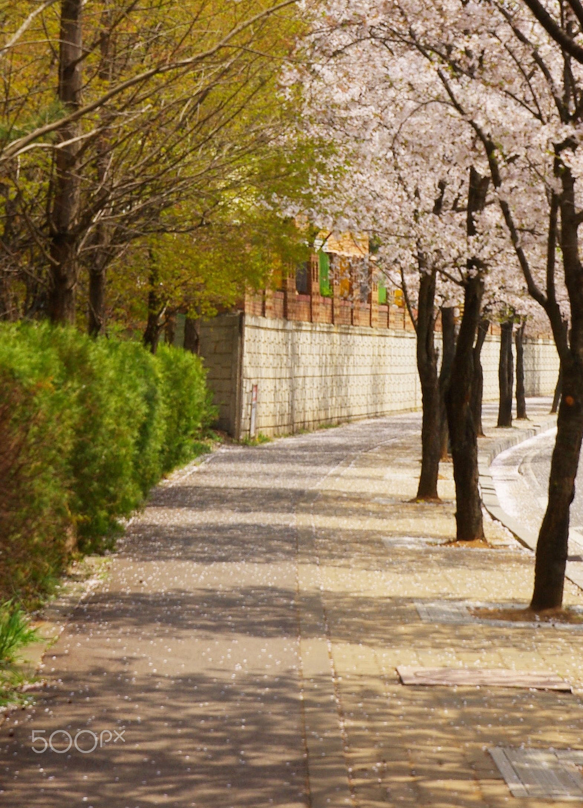 Pentax K10D sample photo. 등굣길 photography