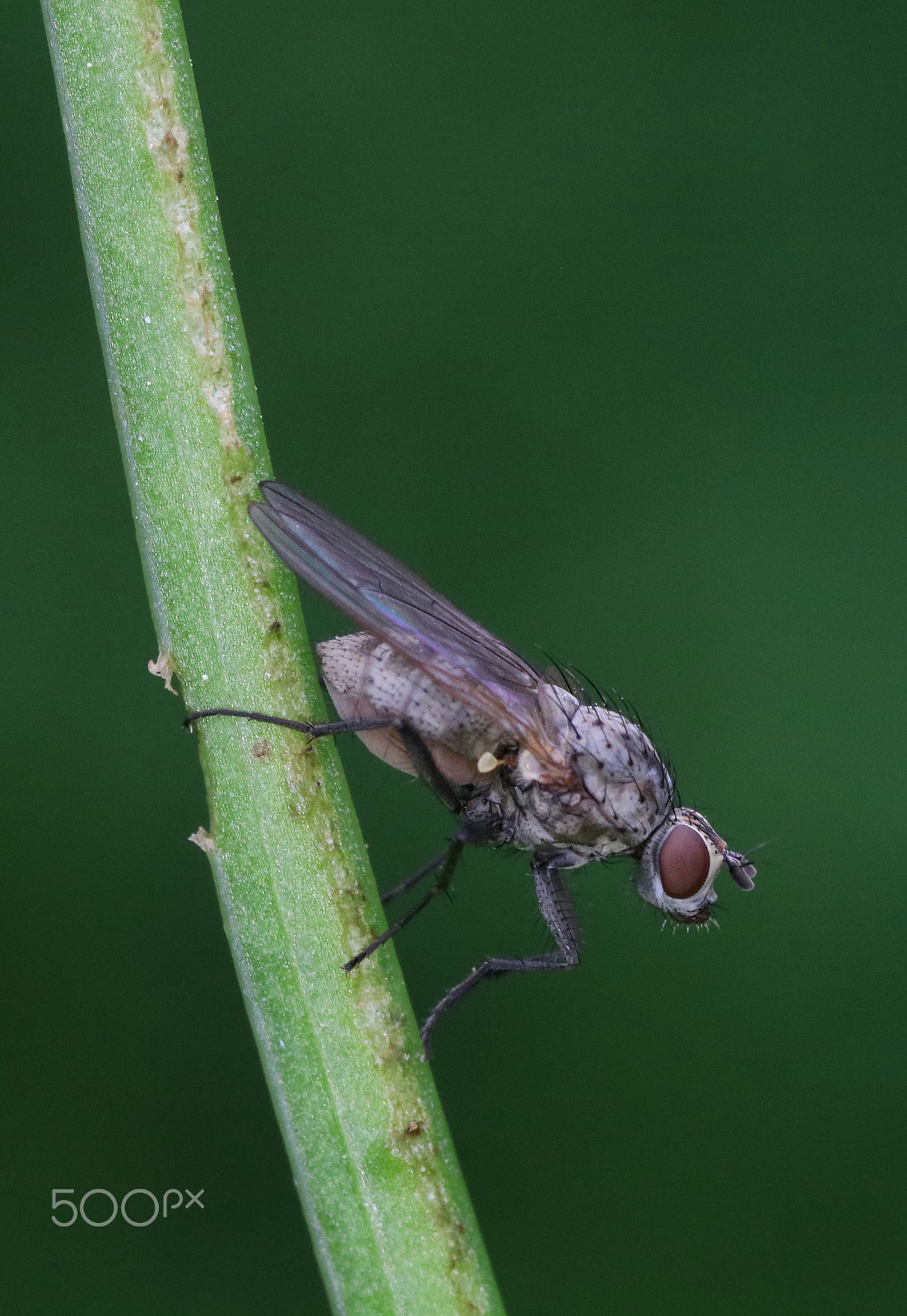 Canon EOS 760D (EOS Rebel T6s / EOS 8000D) + Canon MP-E 65mm F2.5 1-5x Macro Photo sample photo. The little  fly photography