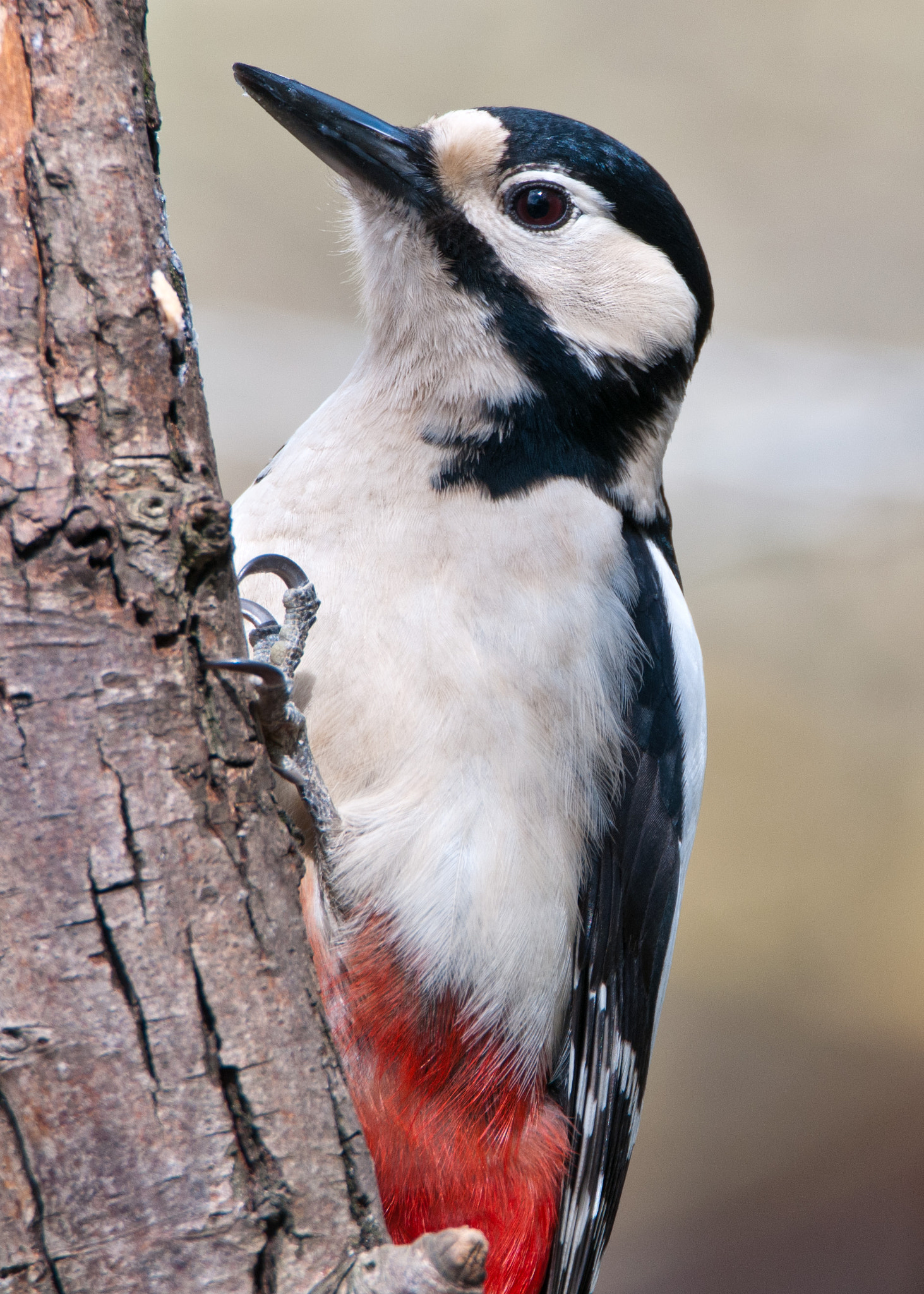 Nikon D300S sample photo. Greater spotted woodpecker photography