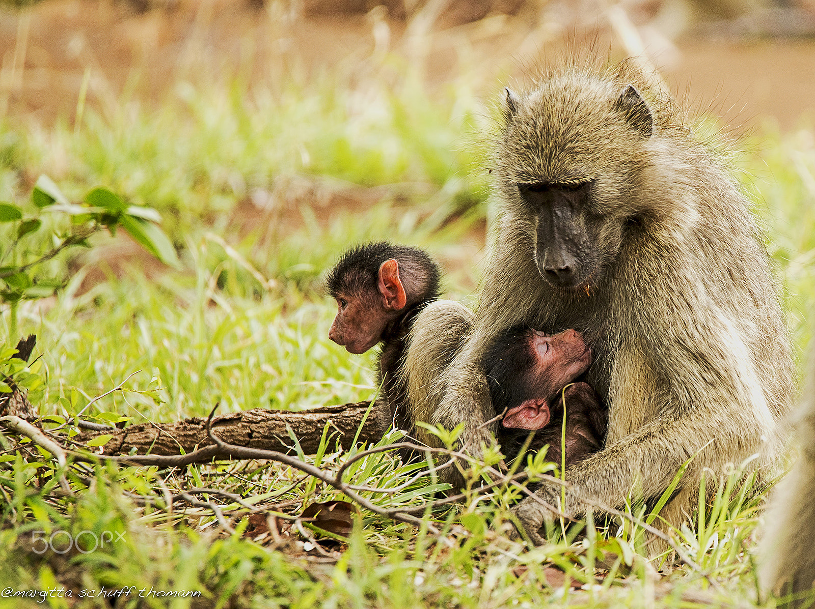 Tamron SP 150-600mm F5-6.3 Di VC USD sample photo. Monkeys.. photography