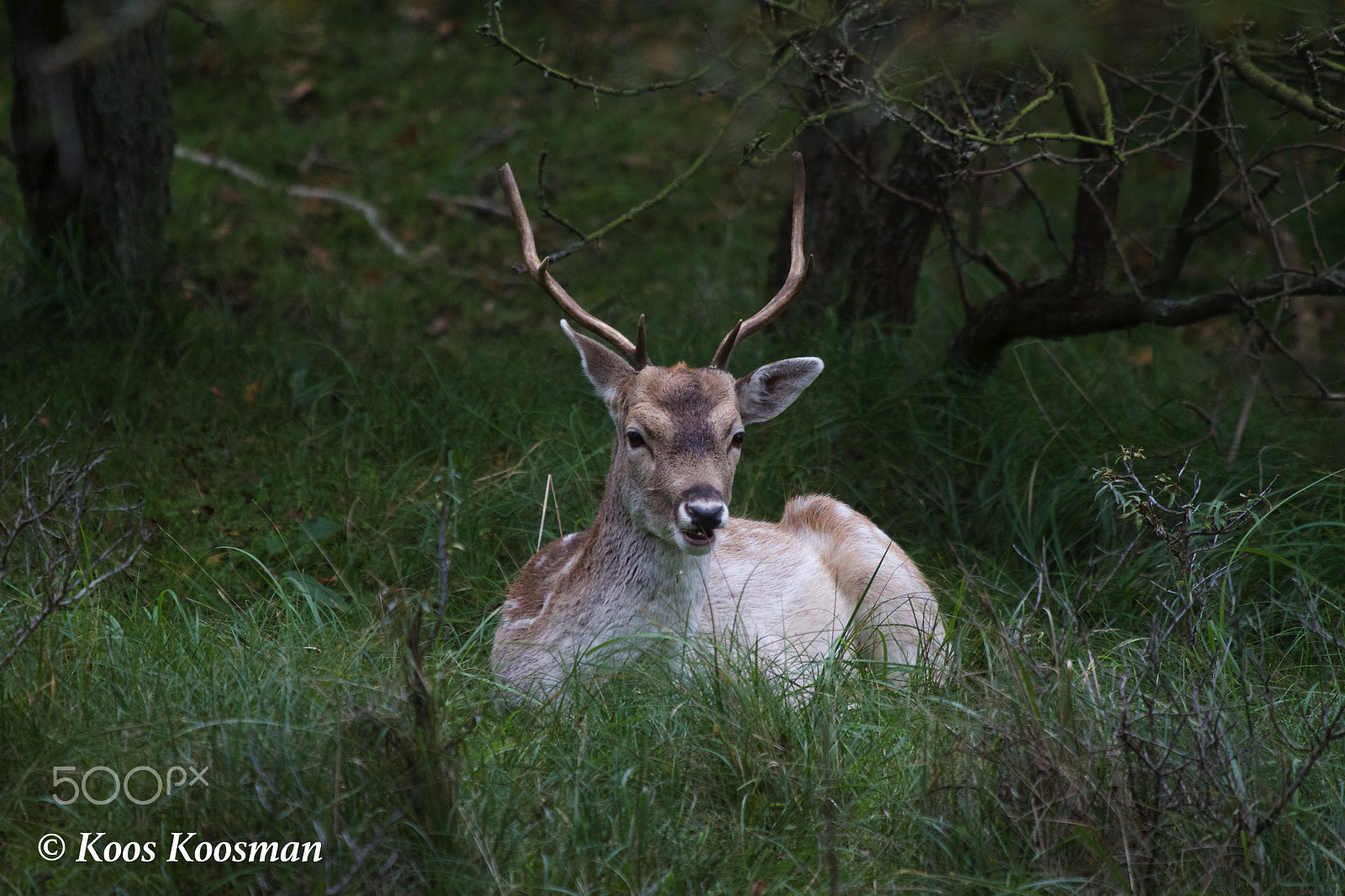 Canon EF 100-400mm F4.5-5.6L IS USM sample photo. White-tailed deer photography