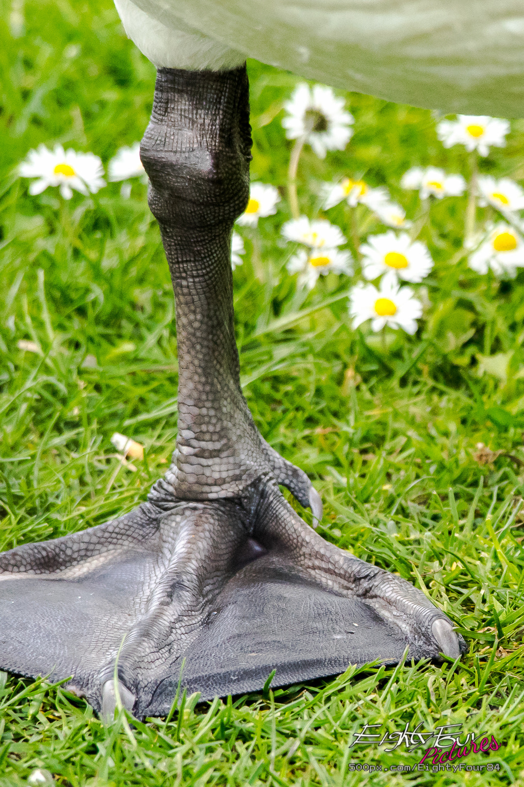 Sigma 150-500mm F5-6.3 DG OS HSM sample photo. Someone didn't cut his nails... photography