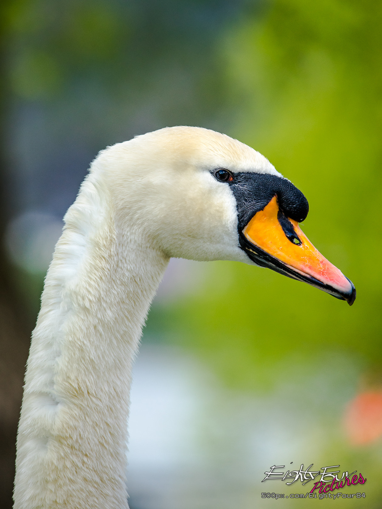 Sigma 150-500mm F5-6.3 DG OS HSM sample photo. Portrait of a swan photography