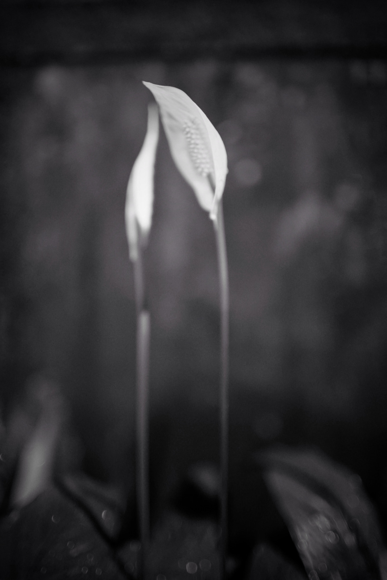 35mm F1.4 sample photo. In love photography