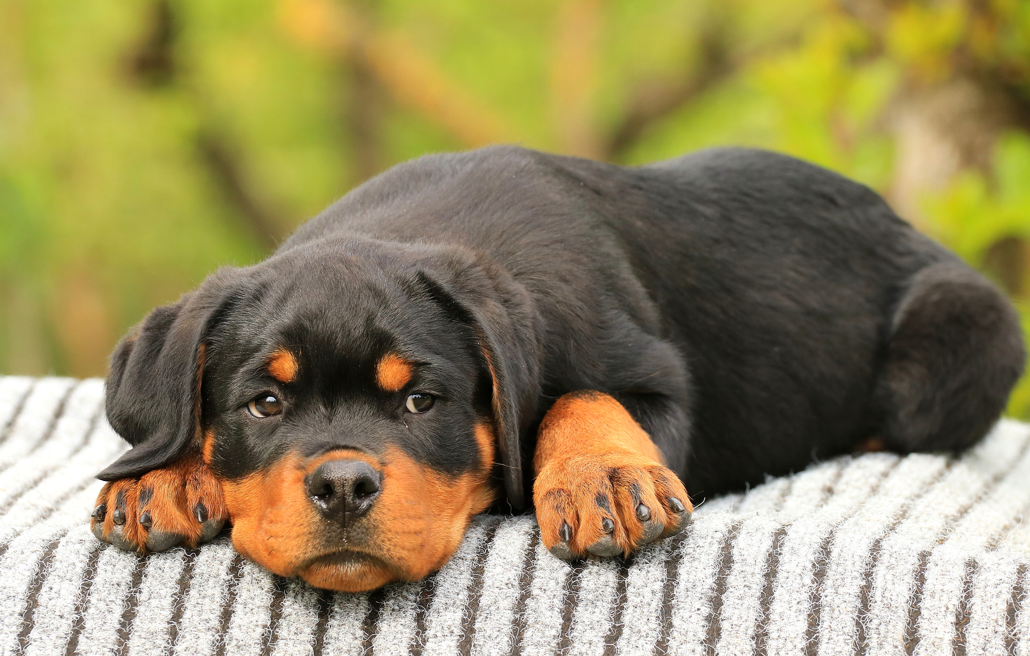 Canon EOS 760D (EOS Rebel T6s / EOS 8000D) + Canon EF 70-200mm F4L USM sample photo. Rottweiler puppy of royal musketeers photography