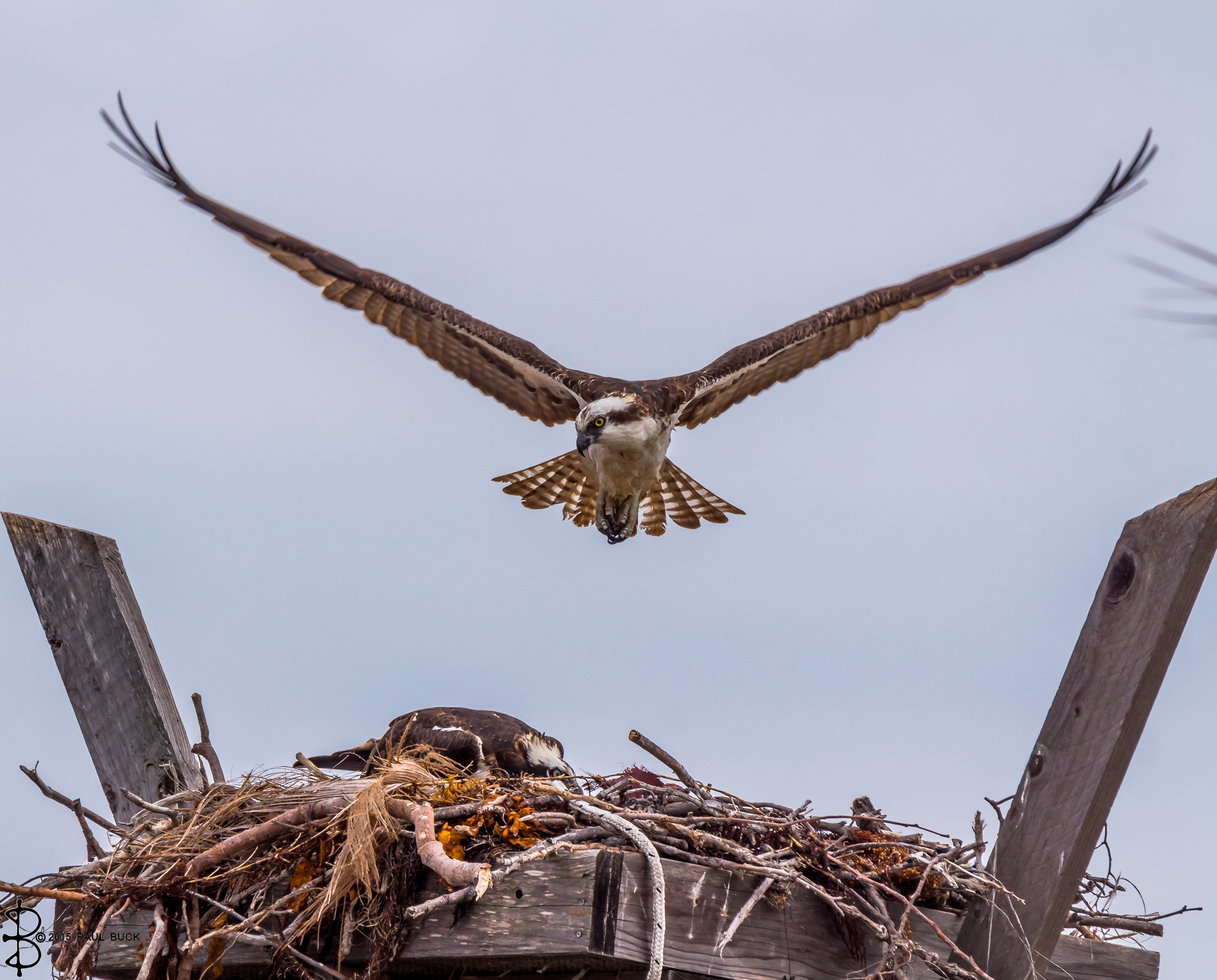 Tamron SP 150-600mm F5-6.3 Di VC USD sample photo. Osprey shows its magnificent wing span photography