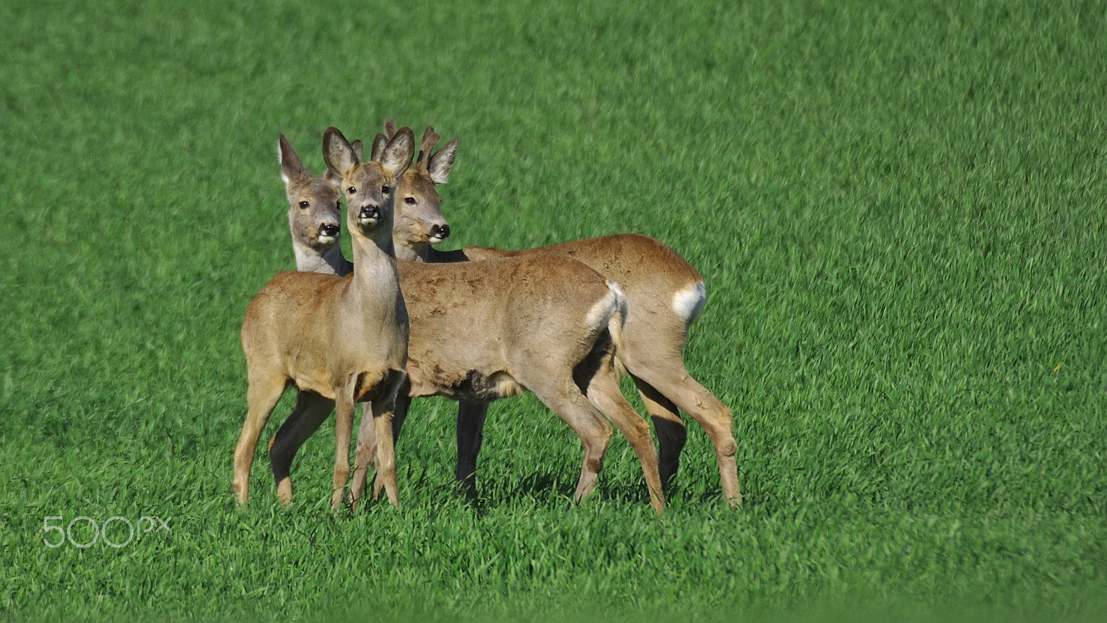 Sigma APO 170-500mm F5-6.3 Aspherical RF sample photo. Three deer photography