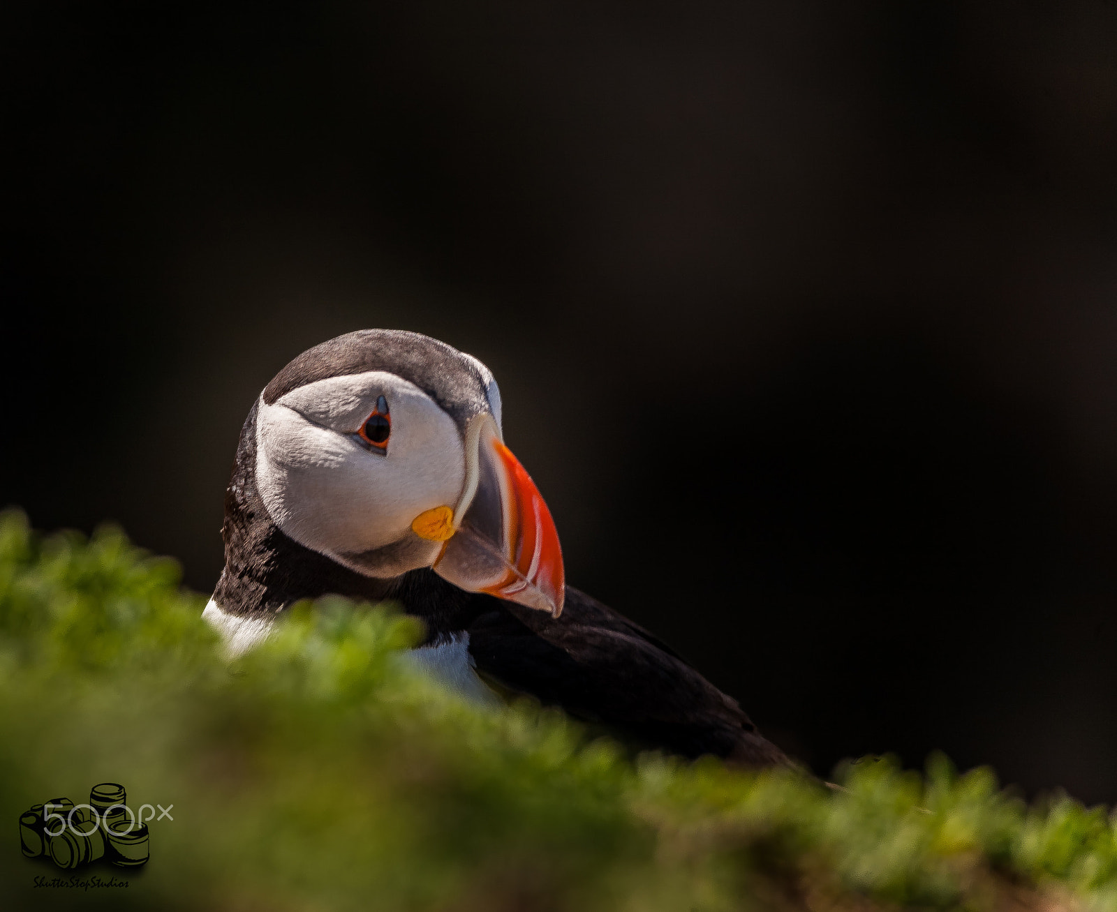 Sigma 150-500mm F5-6.3 DG OS HSM sample photo. Skomer island puffin photography