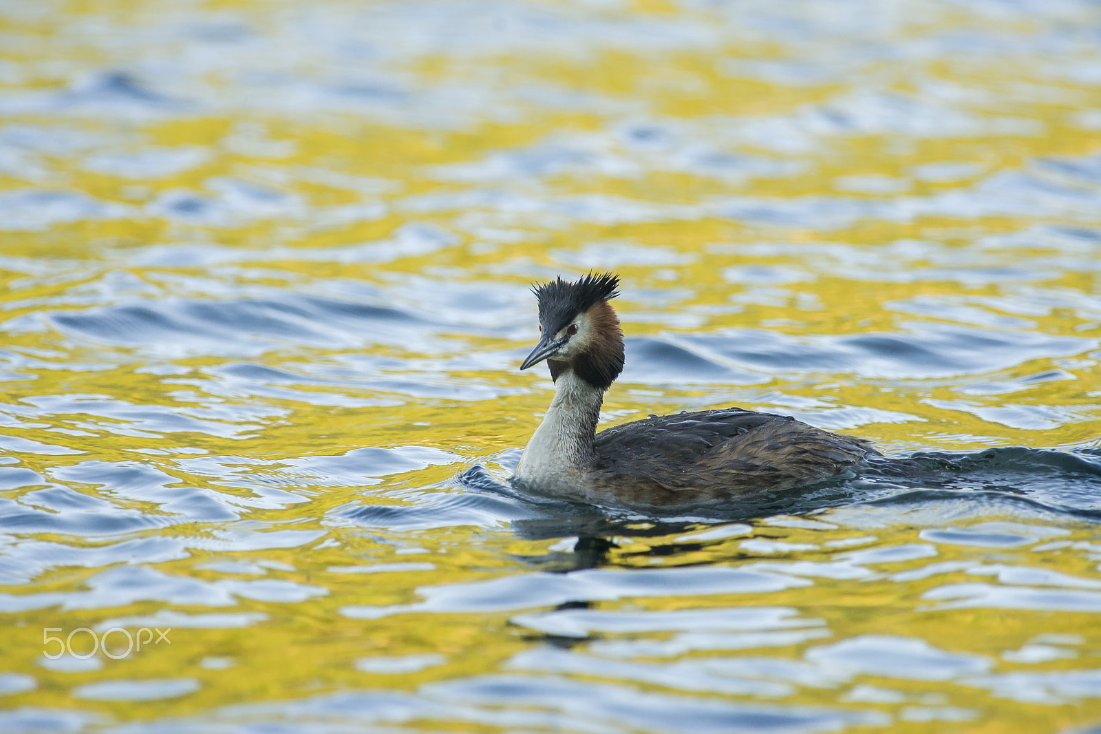 Minolta AF 400mm F4.5 HS-APO G sample photo. Svasso photography