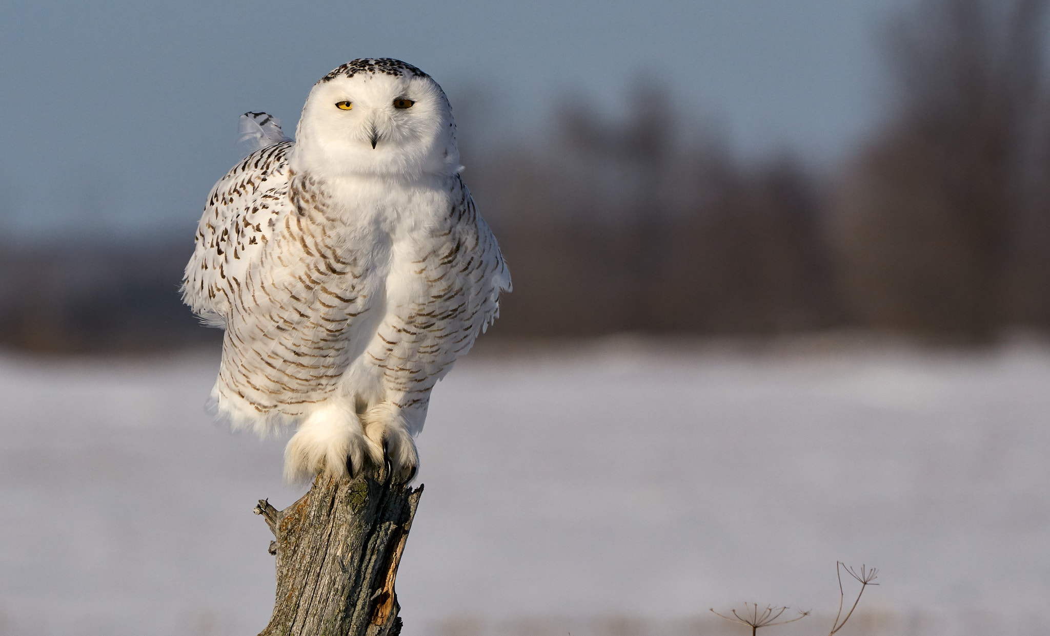 Sony ILCA-77M2 + Sony 70-400mm F4-5.6 G SSM II sample photo. Snowy owl photography