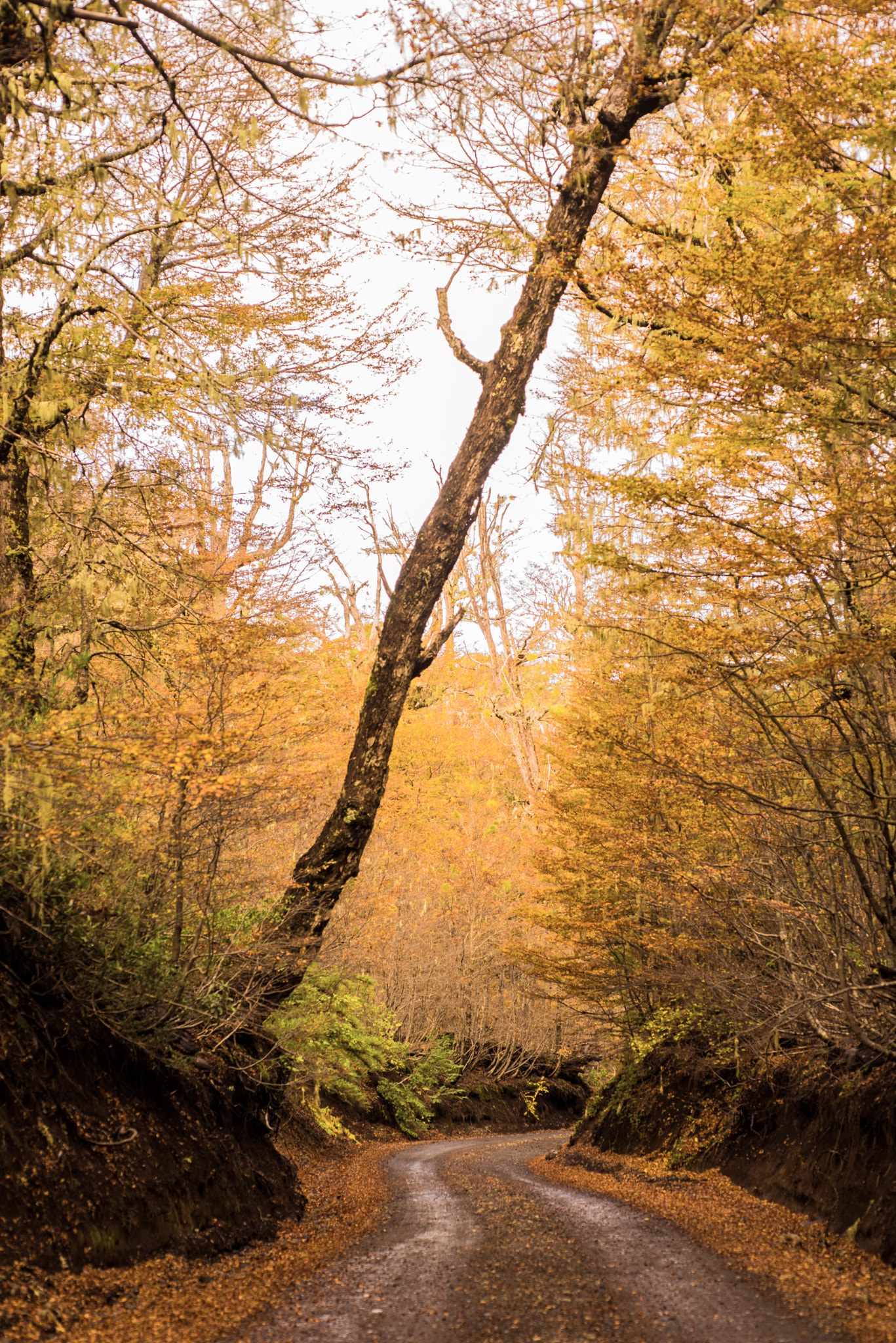 Nikon D810 + Nikon AF Micro-Nikkor 60mm F2.8D sample photo. Road into national park conguillío photography