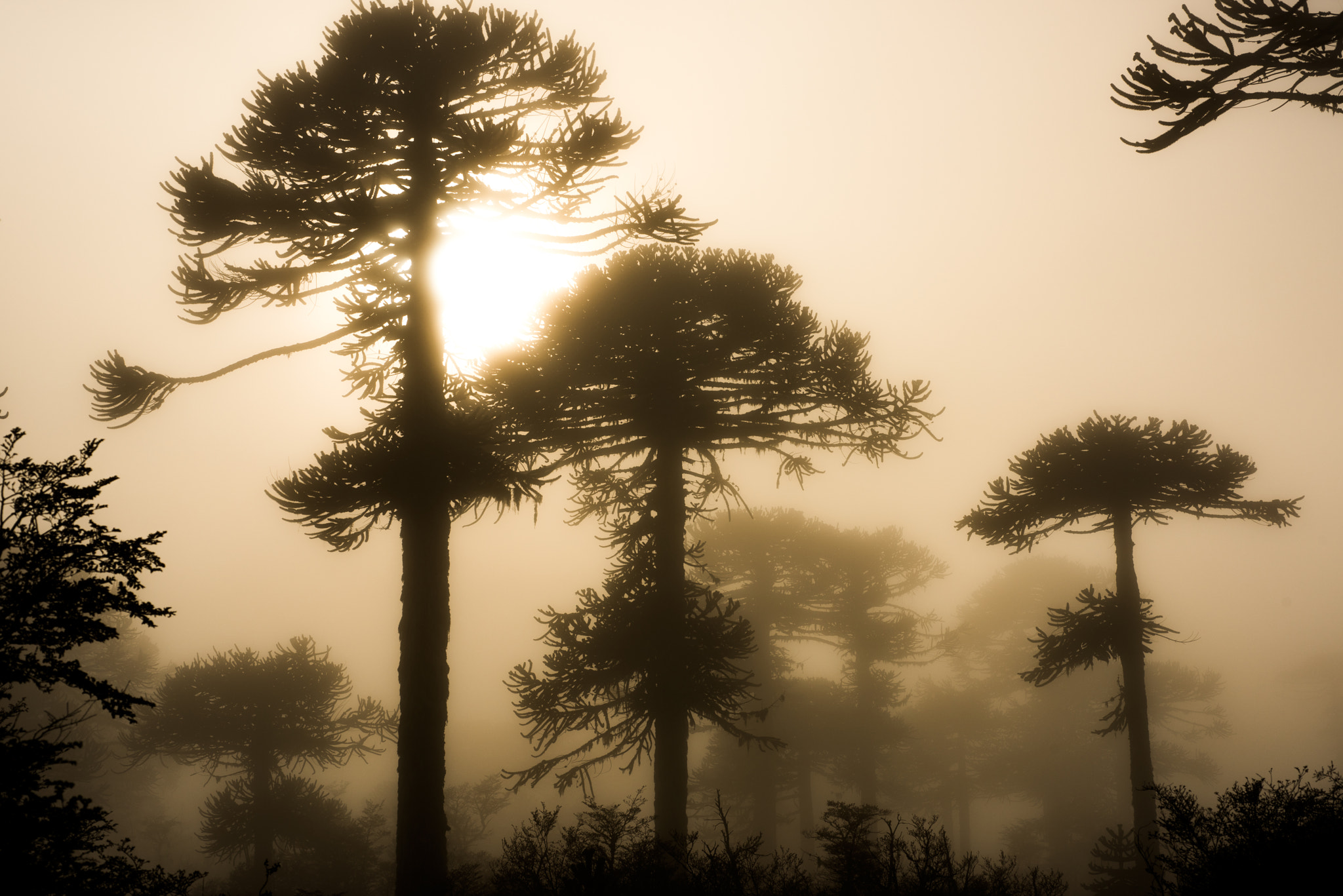 Nikon D810 + Nikon AF Micro-Nikkor 60mm F2.8D sample photo. Araucarias entre niebla photography