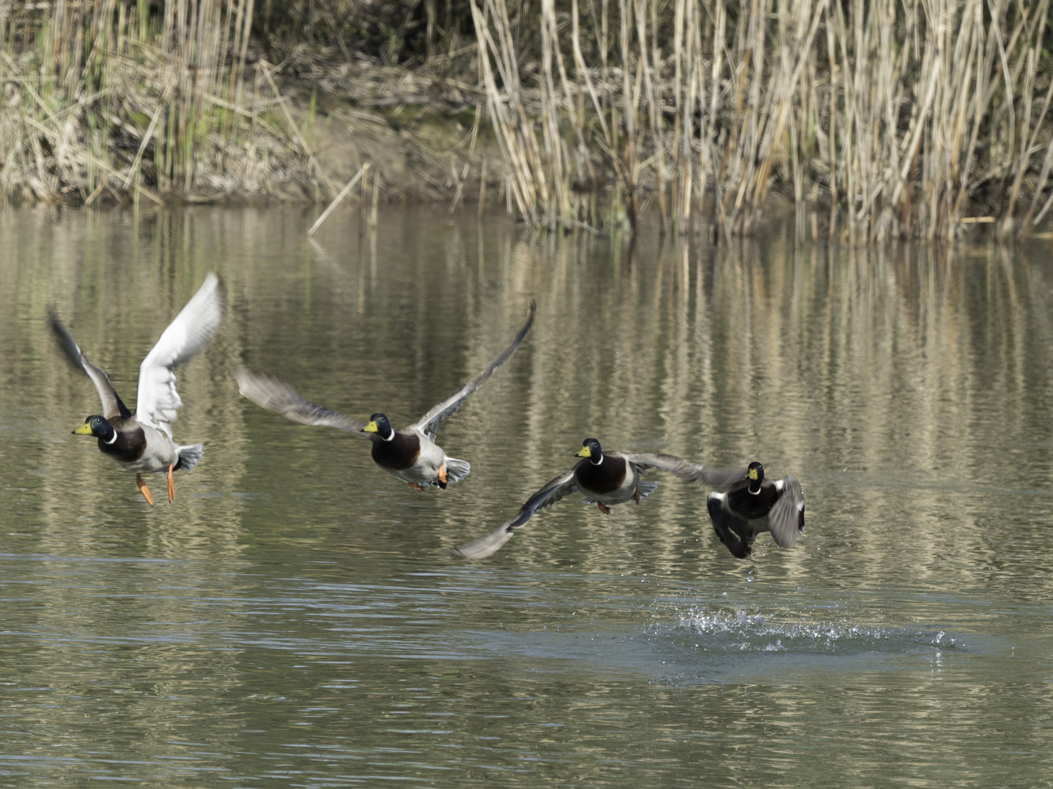 Panasonic Lumix DMC-GH4 + OLYMPUS M.300mm F4.0 sample photo. Duck starting from the river (4 images in one) photography