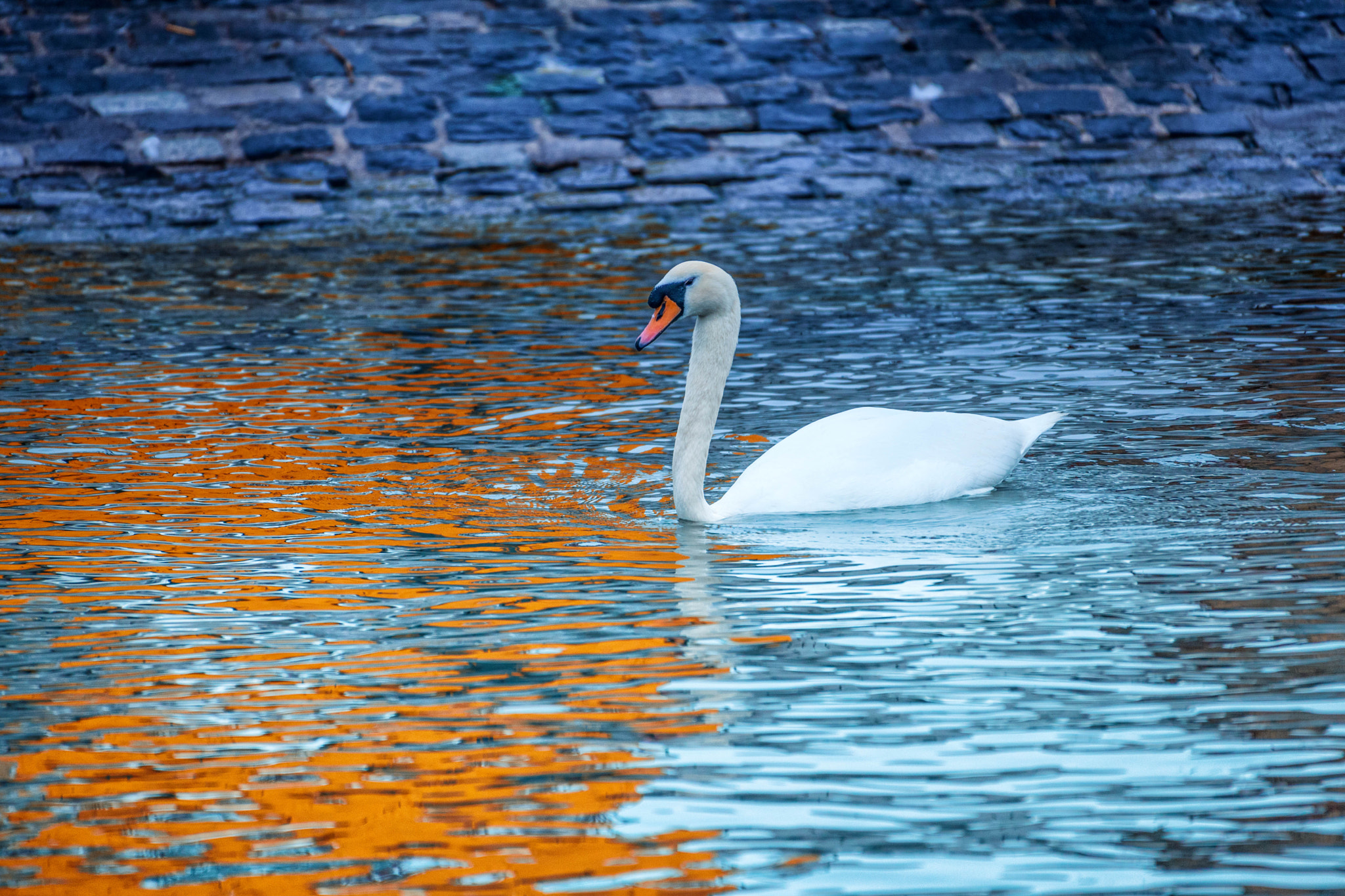 Nikon D3X sample photo. Swan hometown imaginations photography
