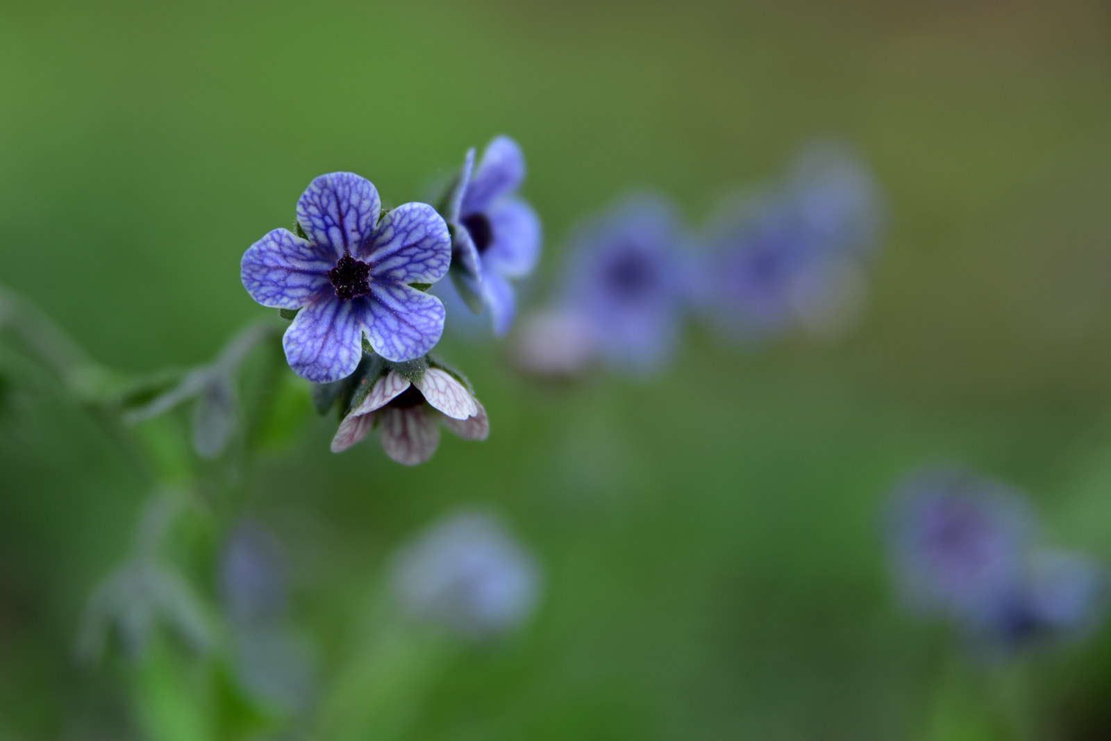 Nikon AF Nikkor 24-85mm F2.8-4D IF sample photo. Blue hound's tongue... photography