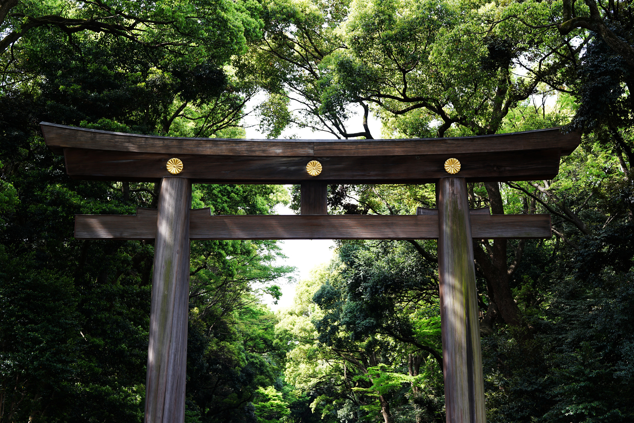 ZEISS Touit 50mm F2.8 sample photo. Meiji jingu photography