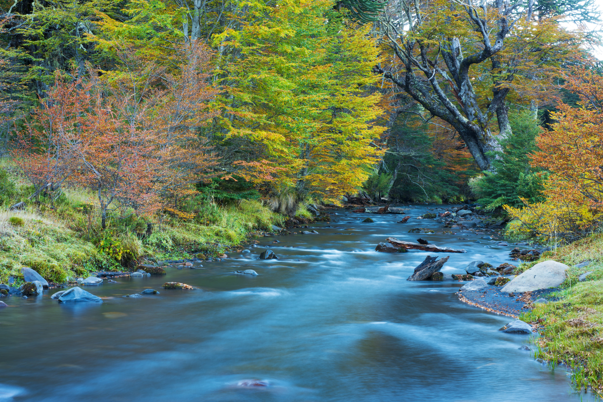 Nikon D810 + Nikon AF Micro-Nikkor 60mm F2.8D sample photo. Fall in the river photography