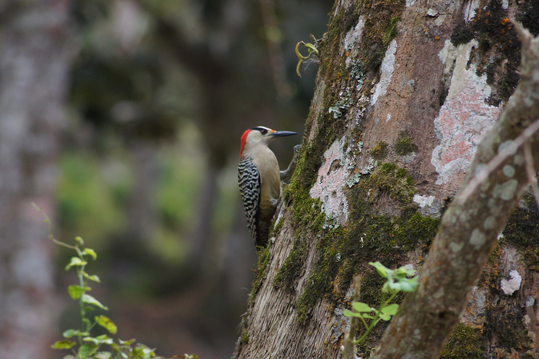Sony DT 55-200mm F4-5.6 SAM sample photo. Woodpecker photography