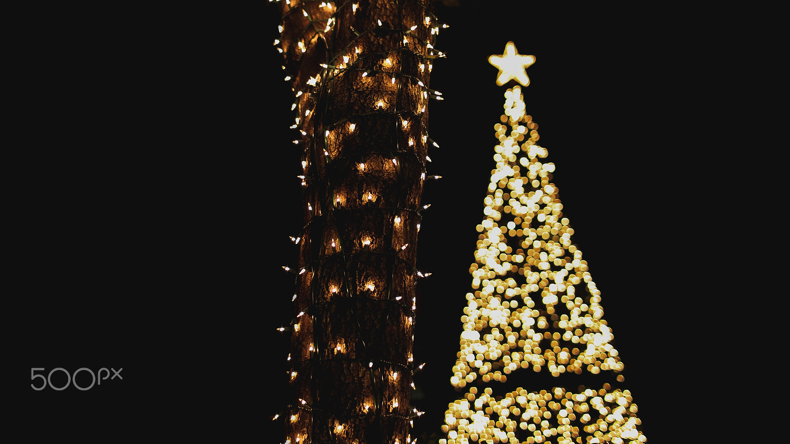 Sigma 30mm F1.4 EX DC HSM sample photo. Christmas tree photography