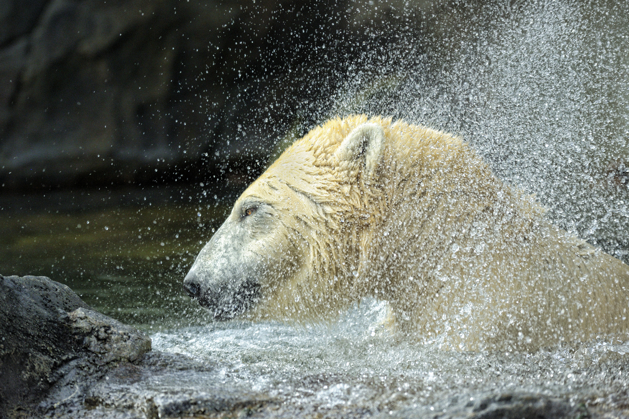 Nikon D3X sample photo. Great white friend photography