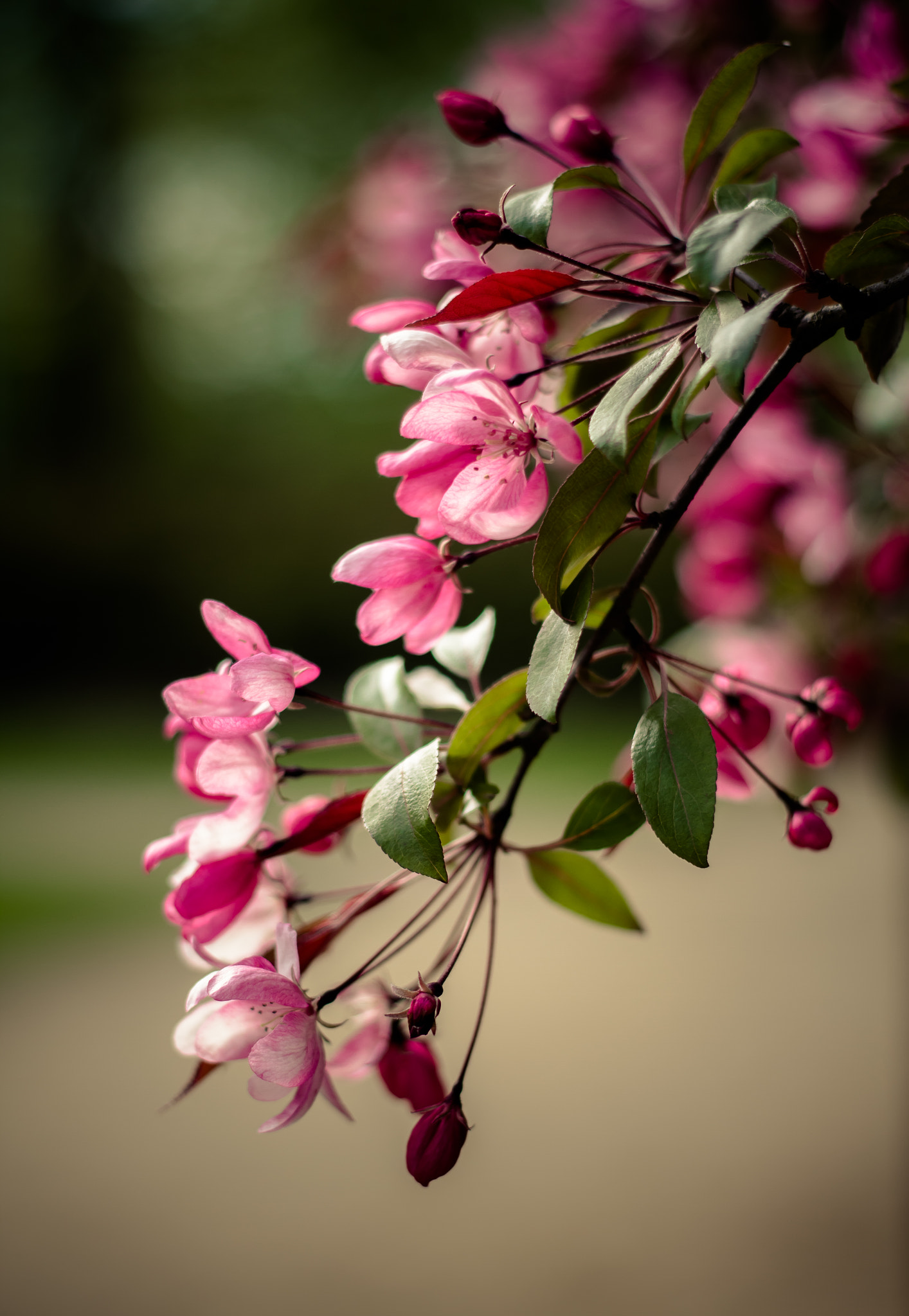 Canon EOS 7D + Canon EF 50mm f/1.8 sample photo. Kwiat wiosna 1 photography