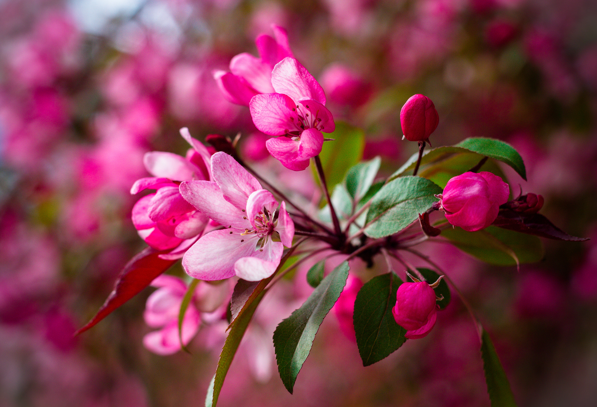 Canon EOS 7D + Canon EF 50mm f/1.8 sample photo. Kwiat wiosna 2 photography