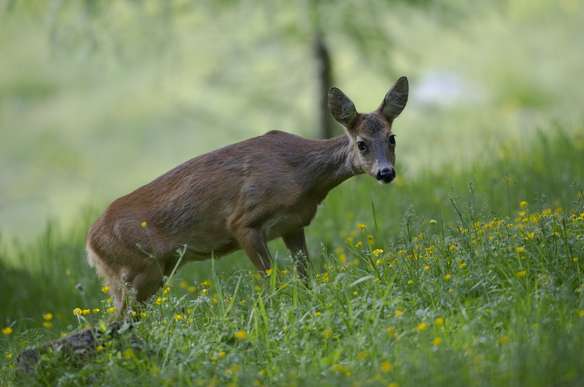 Nikon D3S + Nikon AF-S Nikkor 500mm F4G ED VR sample photo. The timid camilla photography