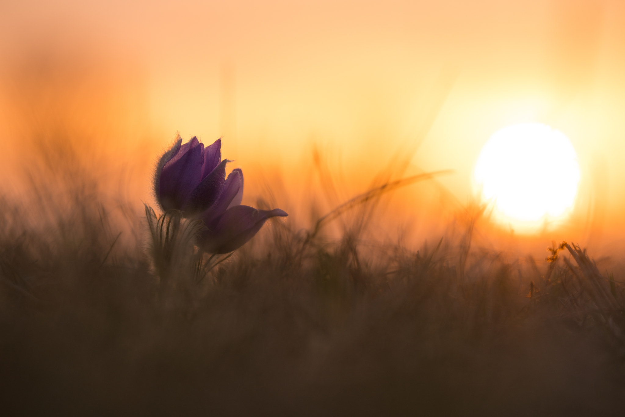 Sony a7R II + Tamron SP AF 180mm F3.5 Di LD (IF) Macro sample photo. ...purple twins... photography