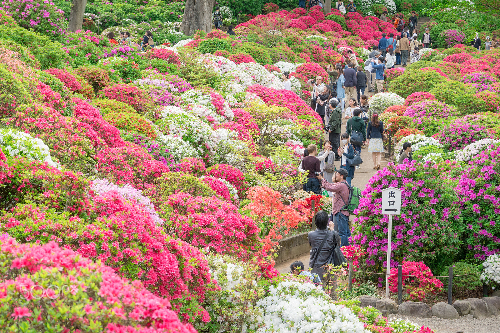 Panasonic Lumix DMC-GF7 sample photo. Nezu azalea festival photography