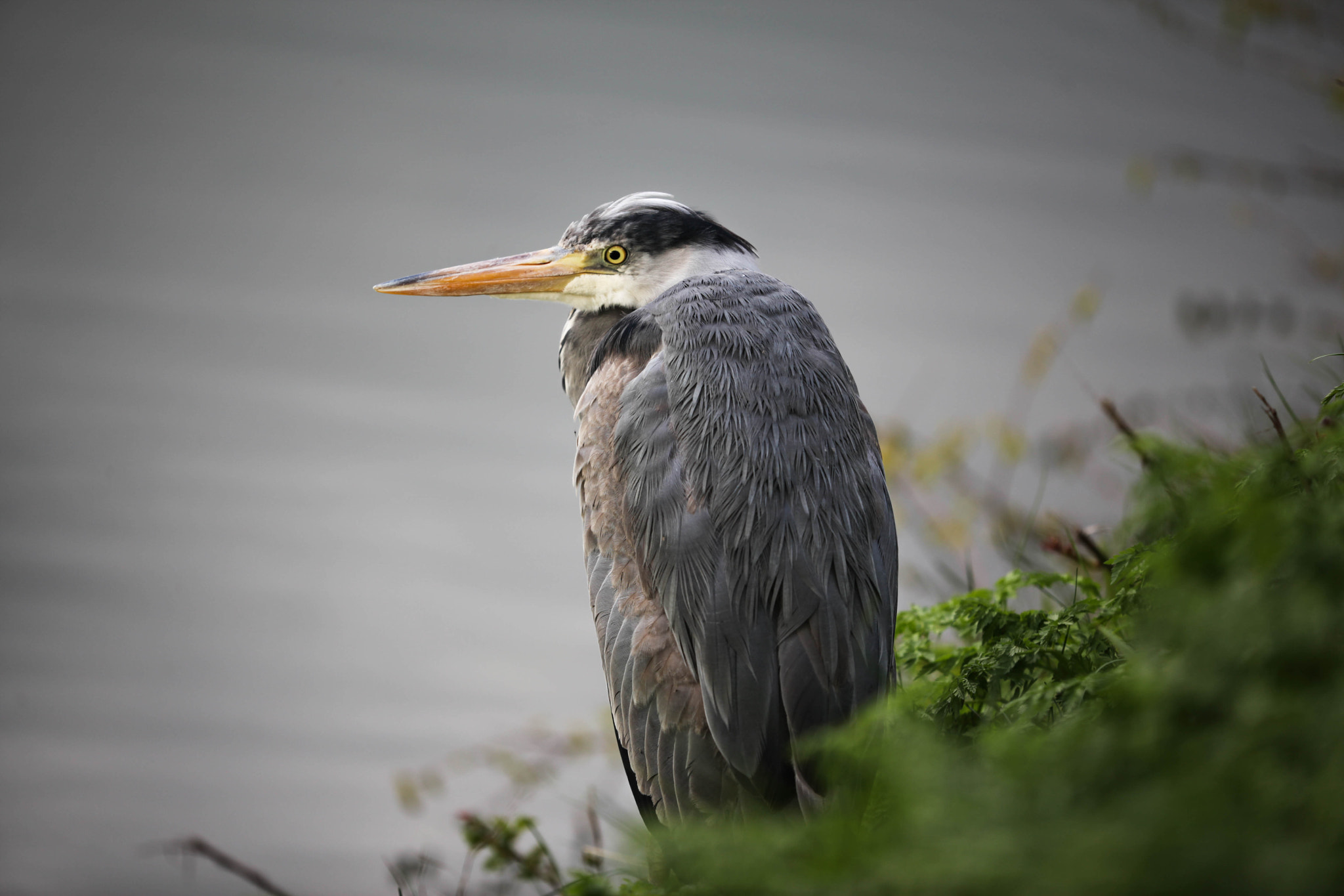 Canon EF 180mm F3.5L Macro USM sample photo. Danish heron photography