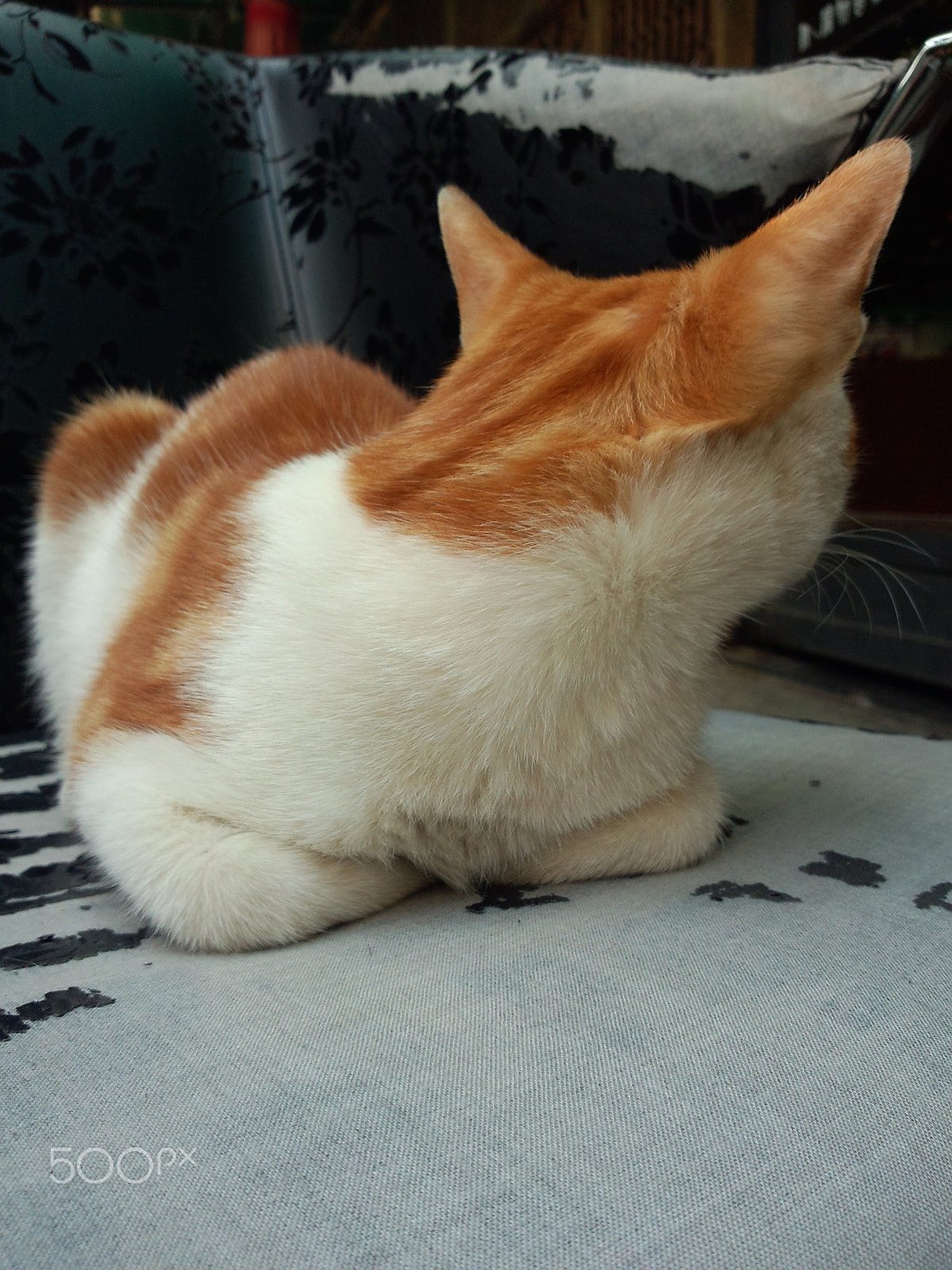 Meizu MX(040) sample photo. Cute little cat photography