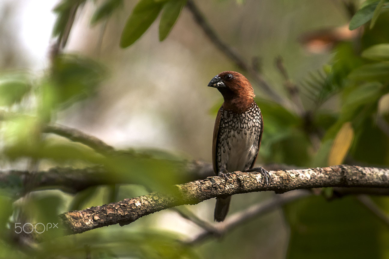 Nikon D80 sample photo. Scaly-breasted munia photography