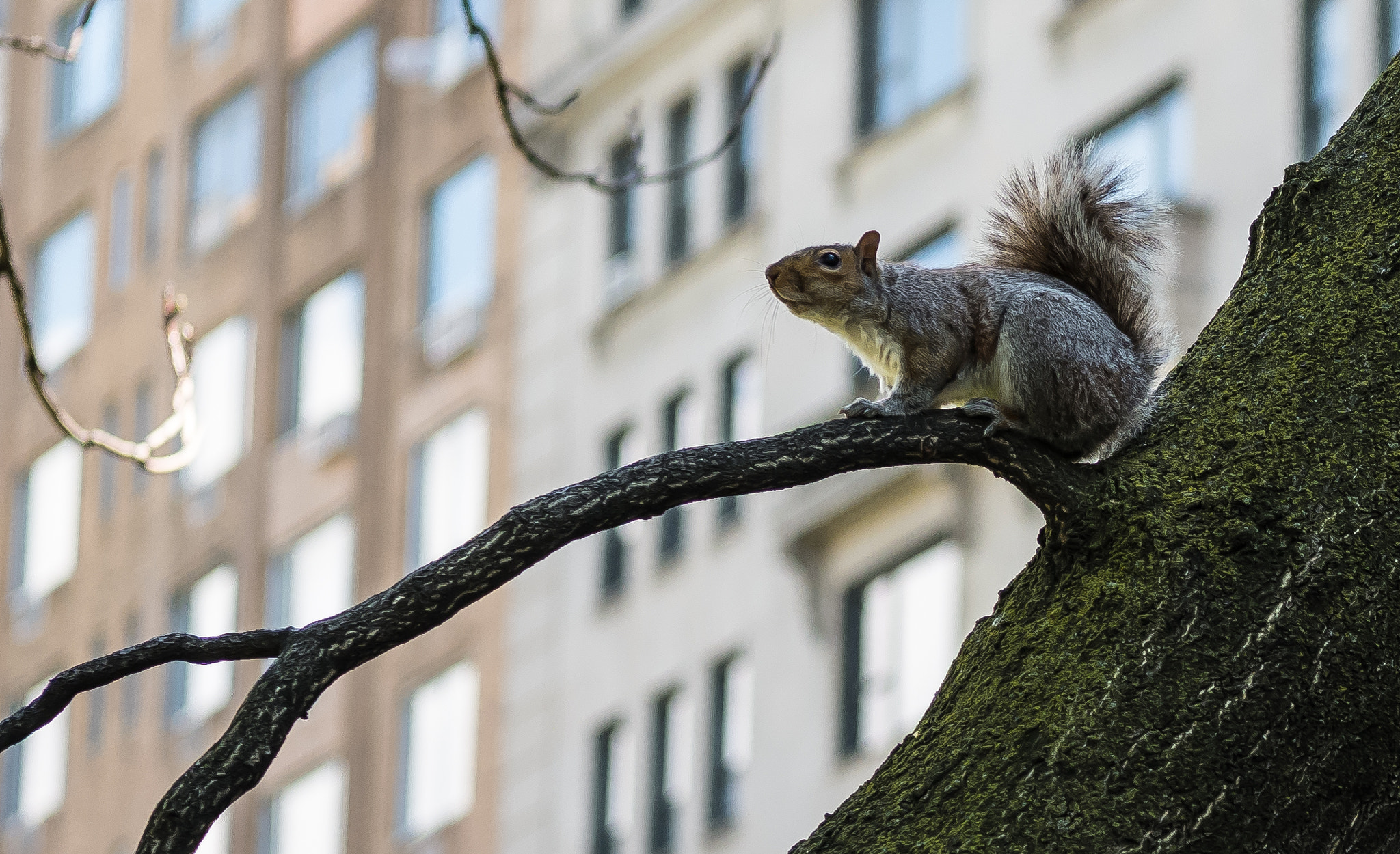 Panasonic Lumix DMC-G7 + Sigma 60mm F2.8 DN Art sample photo. Native new yorker photography