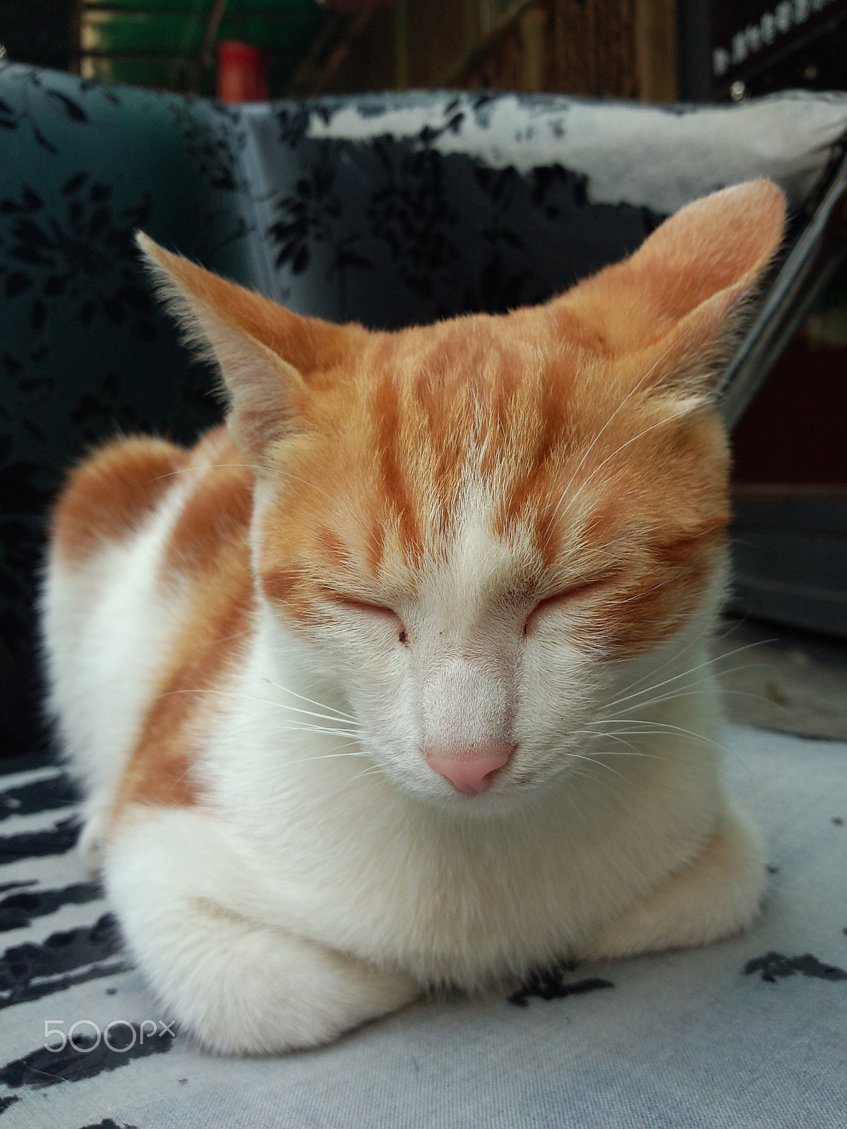 Meizu MX(040) sample photo. Sleepin' cat photography